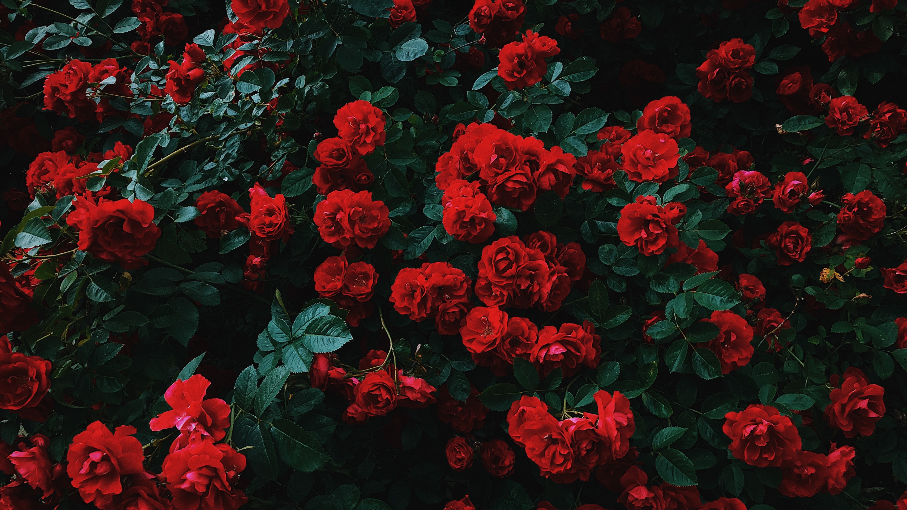 Red Flowers With Green Leaves. Wallpaper in 3840x2160 Resolution