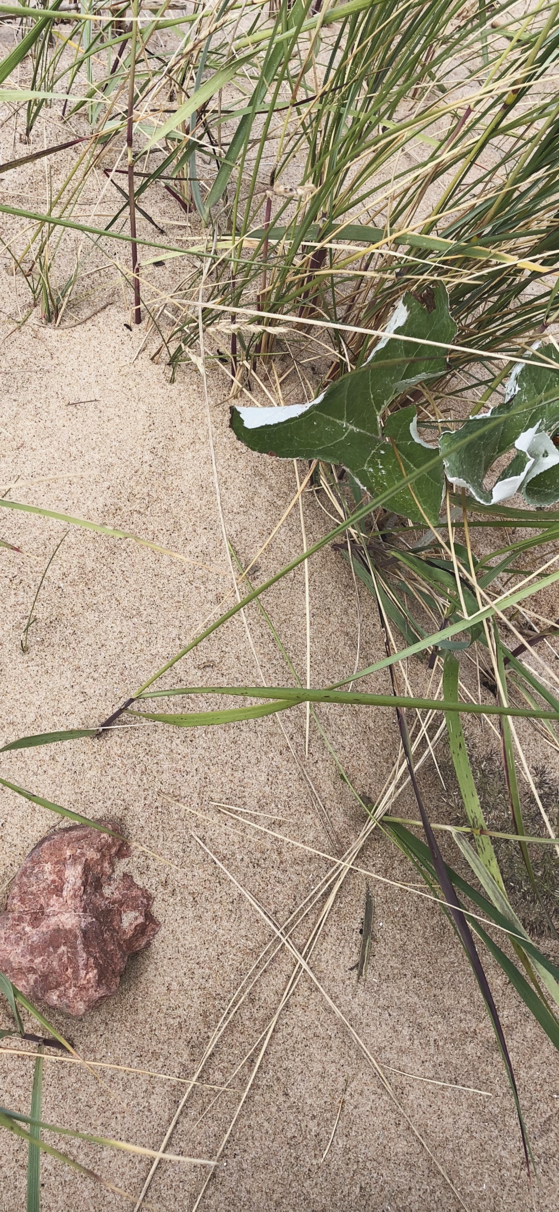 Biología, Ciencia, la Botánica, Hierba de la Familia, la Floración de la Planta. Wallpaper in 1125x2436 Resolution