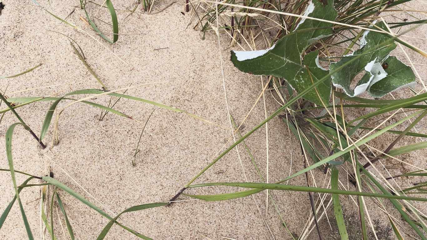 Biología, Ciencia, la Botánica, Hierba de la Familia, la Floración de la Planta. Wallpaper in 1366x768 Resolution