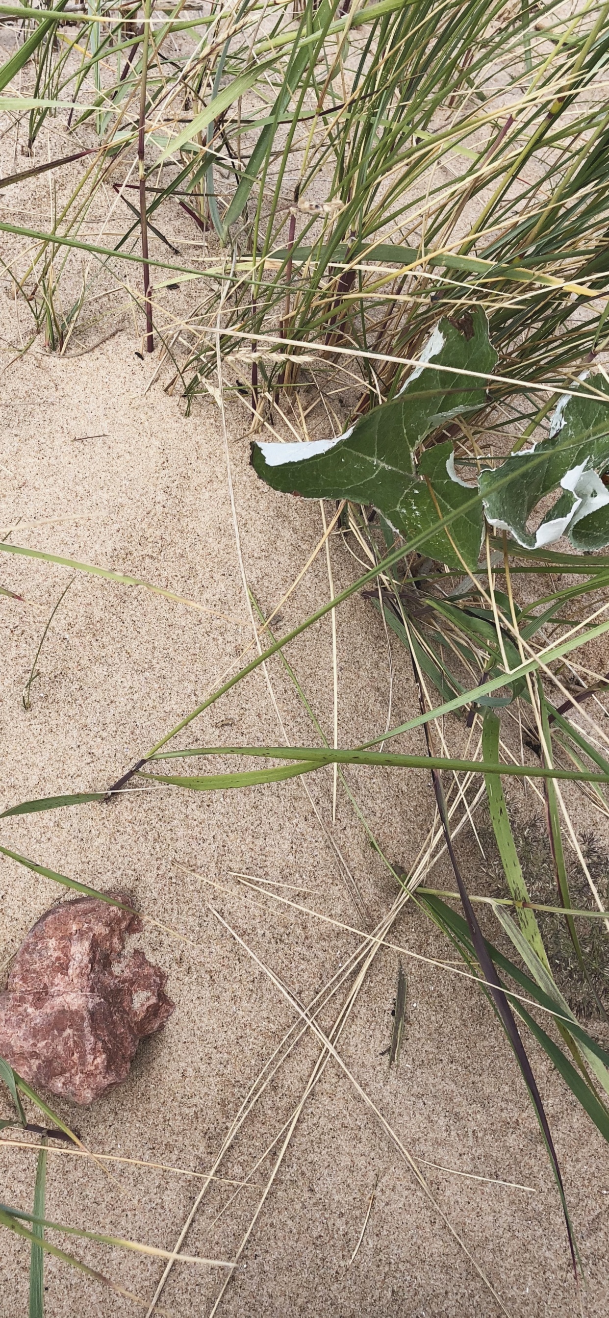 草, 生物学, 科学, 草家庭, 显花植物 壁纸 1242x2688 允许