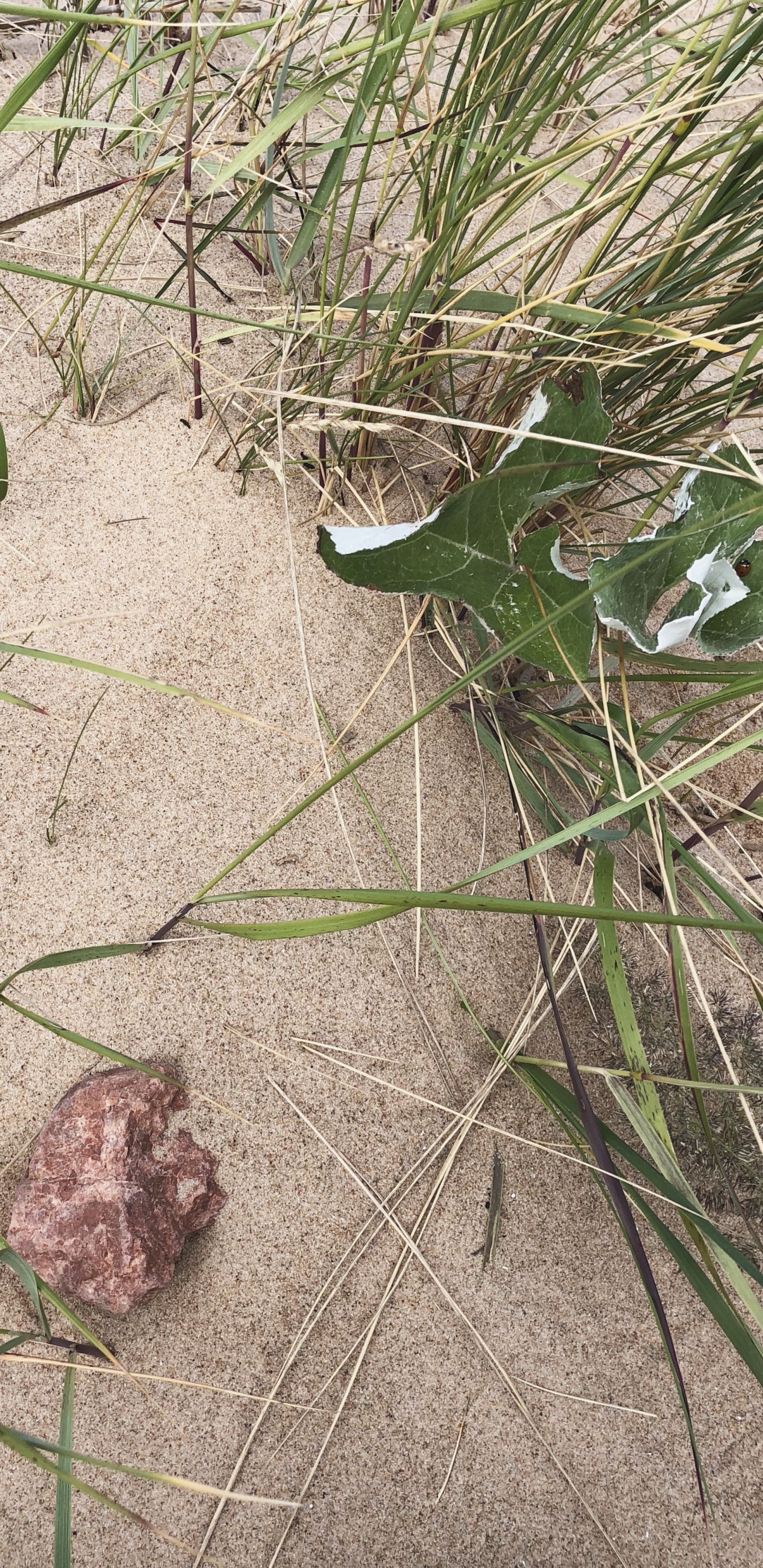 草, 生物学, 科学, 草家庭, 显花植物 壁纸 1440x2960 允许