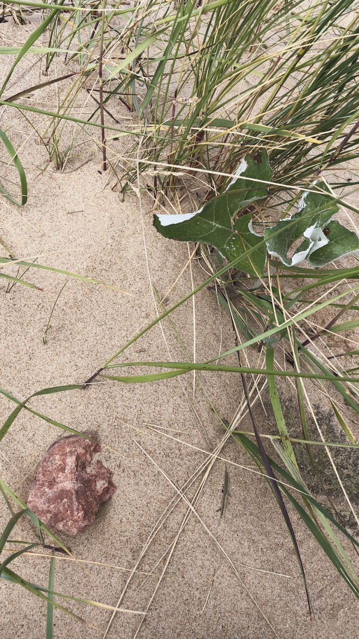 Grass, Grasses, Biology, Science, Leaf. Wallpaper in 720x1280 Resolution