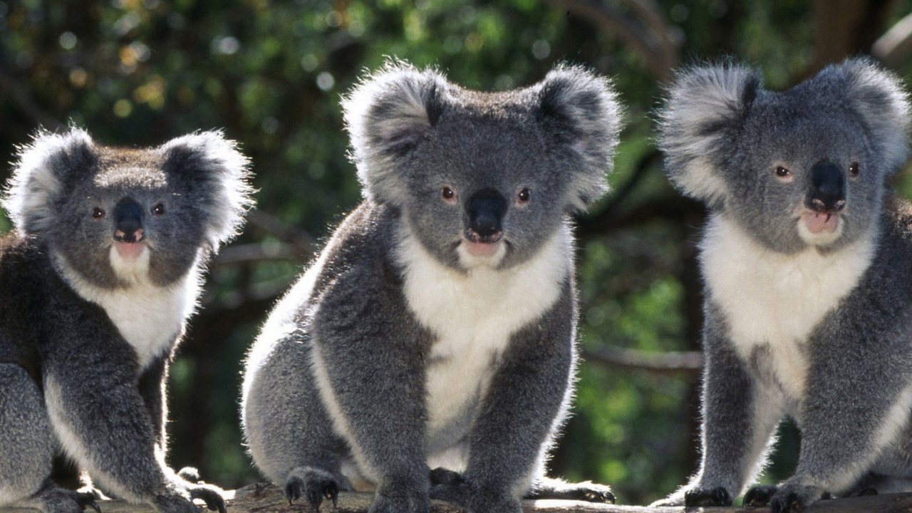 Oso Koala en la Rama de un Árbol Marrón Durante el Día. Wallpaper in 1280x720 Resolution