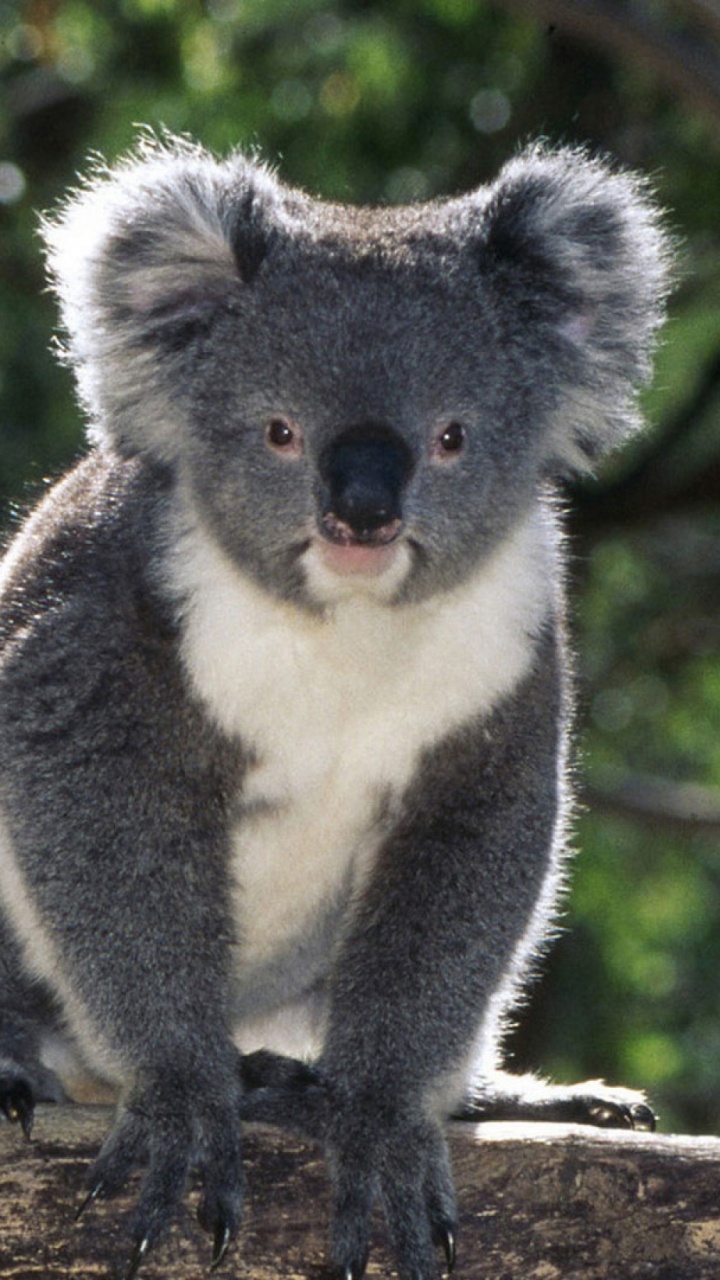 Koala Sur Une Branche D'arbre Brun Pendant la Journée. Wallpaper in 720x1280 Resolution