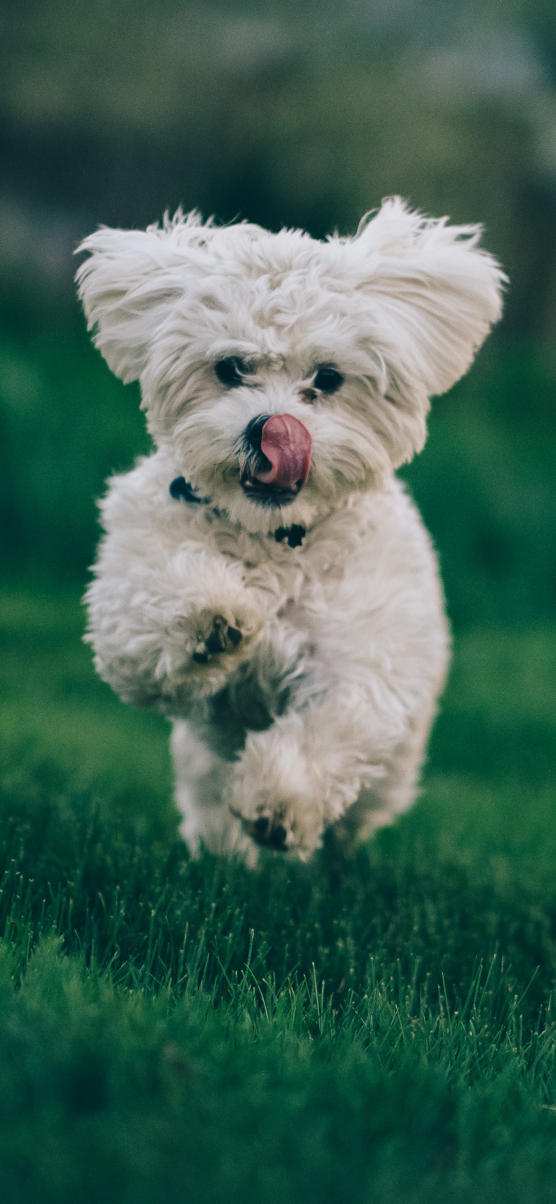 Perro Pequeño de Pelo Largo Blanco Corriendo en el Campo de Hierba Verde Durante el Día. Wallpaper in 1125x2436 Resolution