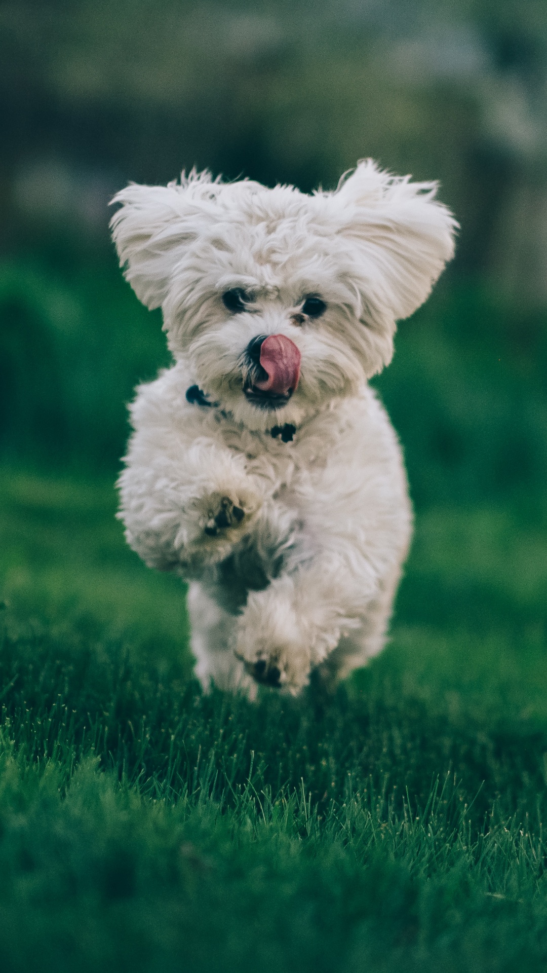 White Long Coated Small Dog Running on Green Grass Field During Daytime. Wallpaper in 1080x1920 Resolution