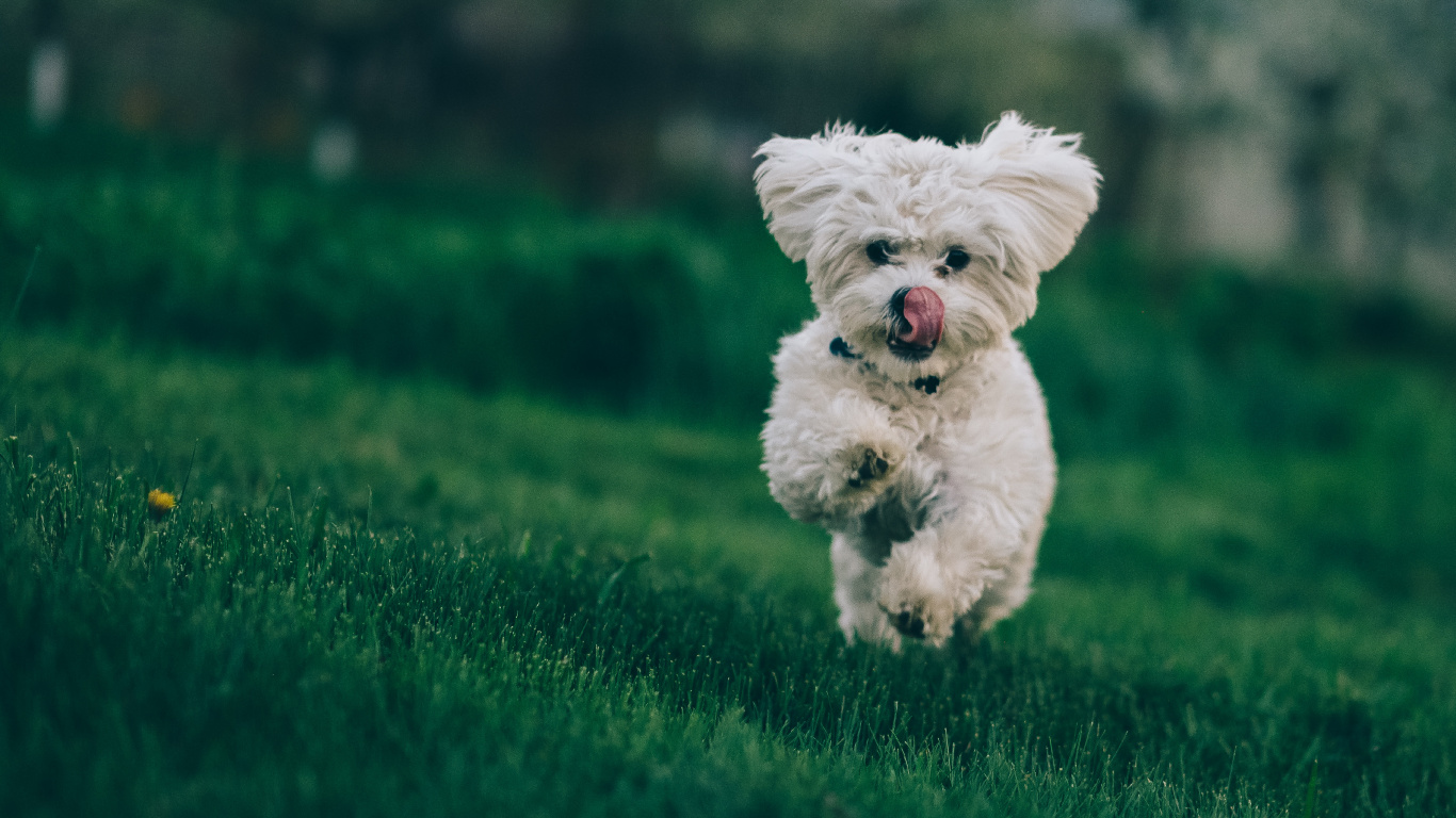 White Long Coated Small Dog Running on Green Grass Field During Daytime. Wallpaper in 1366x768 Resolution