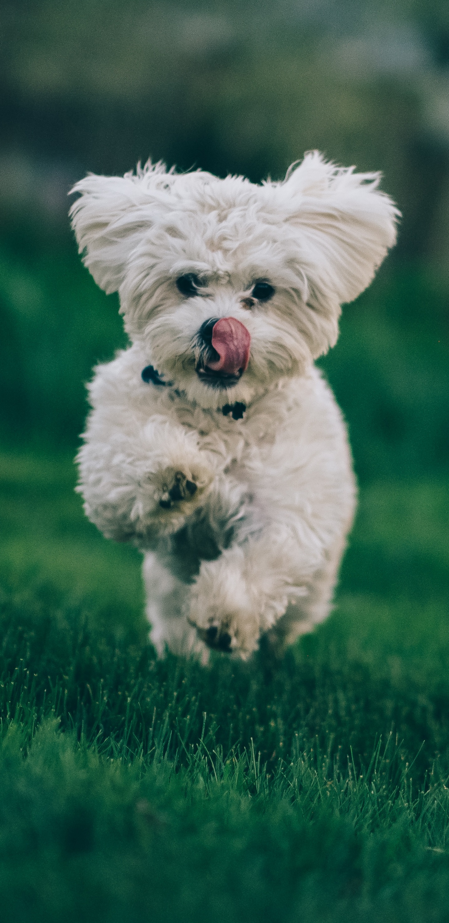 Weißer, Langhaariger Kleiner Hund, Der Tagsüber Auf Der Grünen Wiese Läuft. Wallpaper in 1440x2960 Resolution