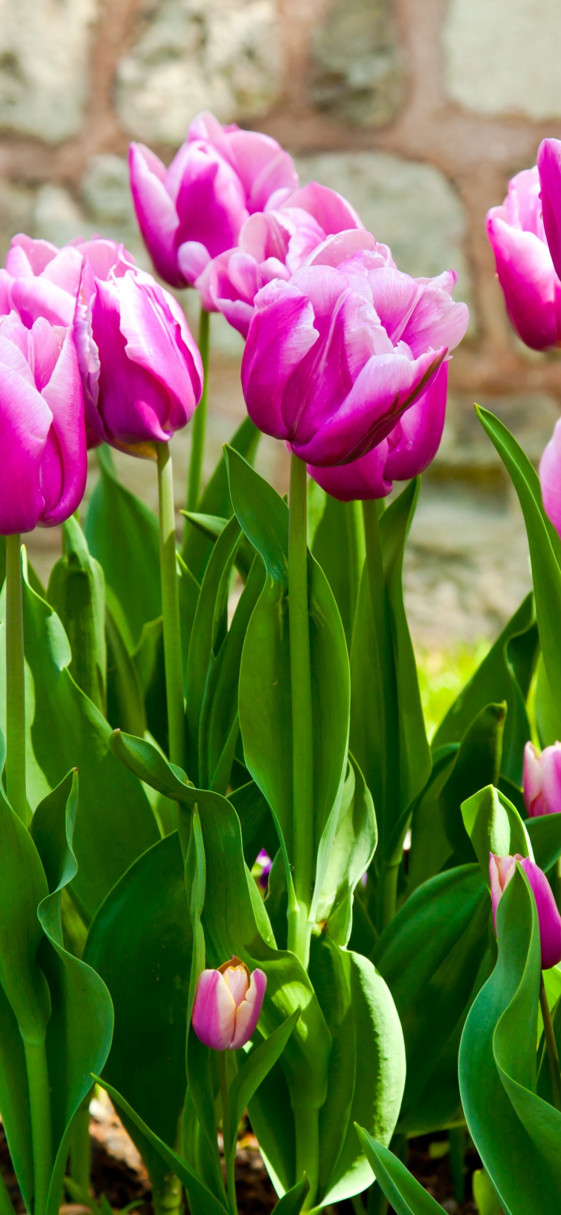 Tulip Flowers Leaves, Leaf, Tulip, Flower, Flower Garden. Wallpaper in 1125x2436 Resolution