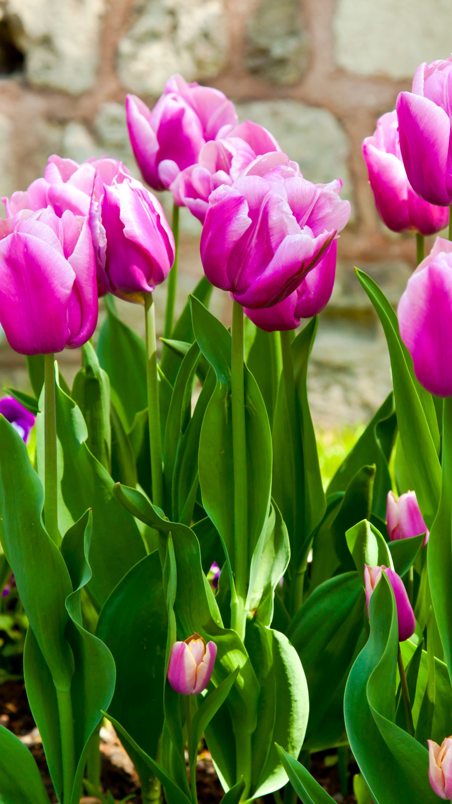 Tulip Flowers Leaves, Leaf, Tulip, Flower, Flower Garden. Wallpaper in 1440x2560 Resolution