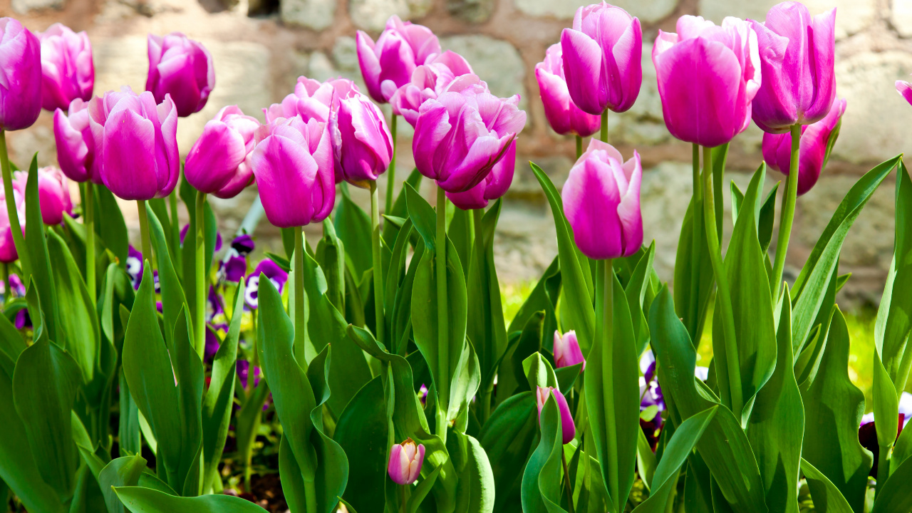 Tulipe Fleurs Feuilles, Feuille, Tulip, le Jardin Des Fleurs, Lilas. Wallpaper in 1280x720 Resolution