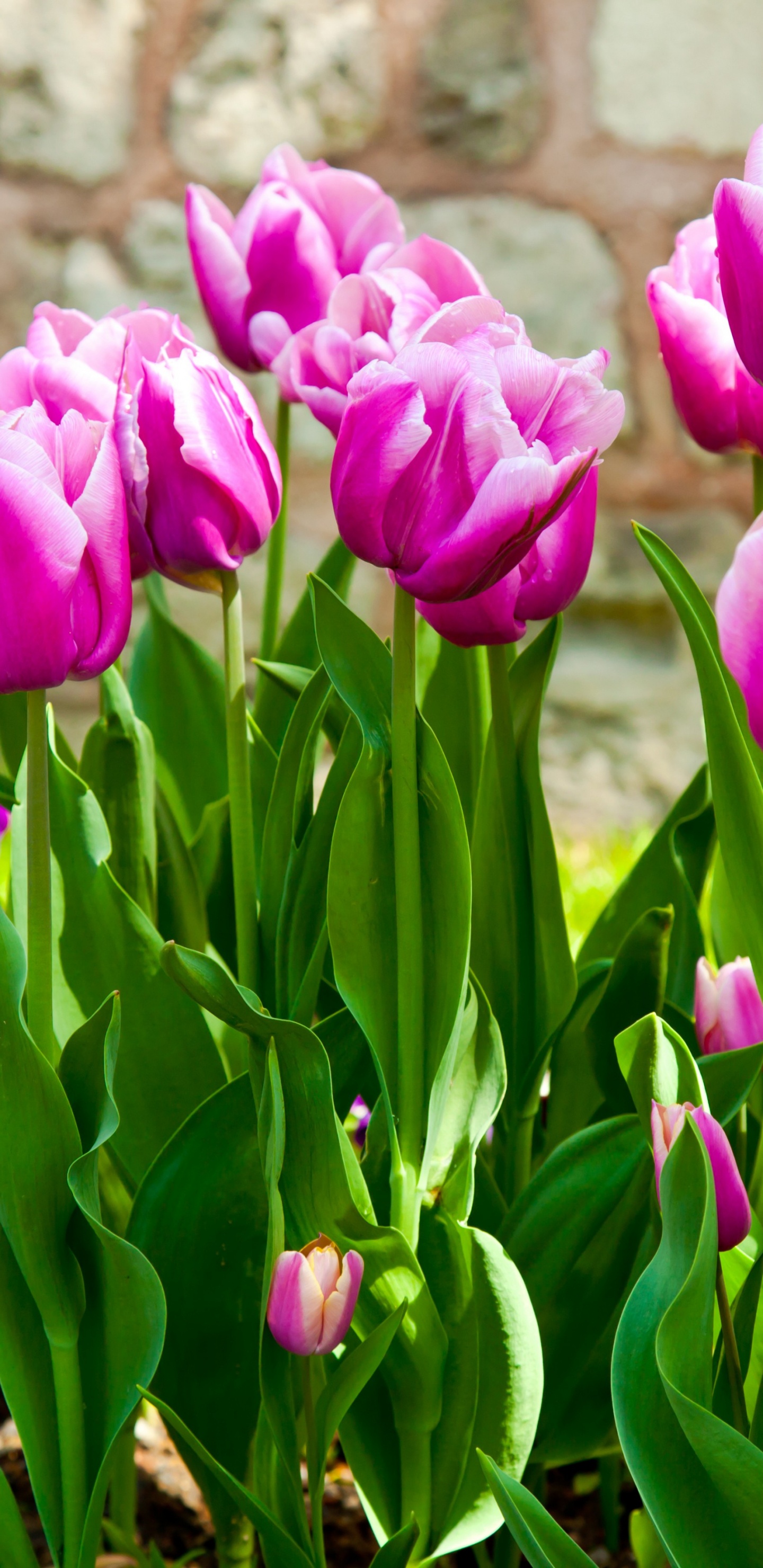 Tulipe Fleurs Feuilles, Feuille, Tulip, le Jardin Des Fleurs, Lilas. Wallpaper in 1440x2960 Resolution