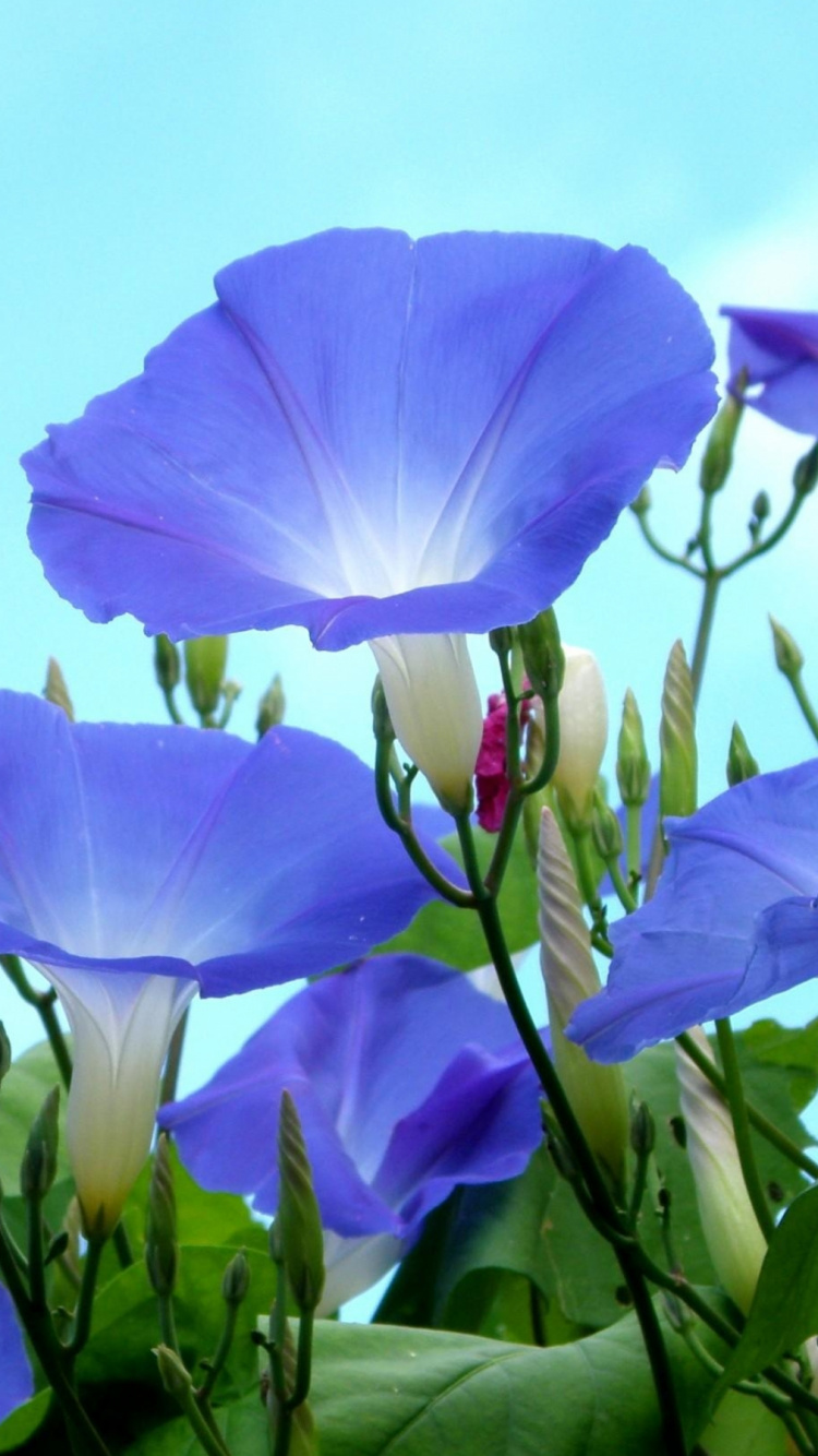 Lila Blume Mit Grünen Blättern. Wallpaper in 750x1334 Resolution