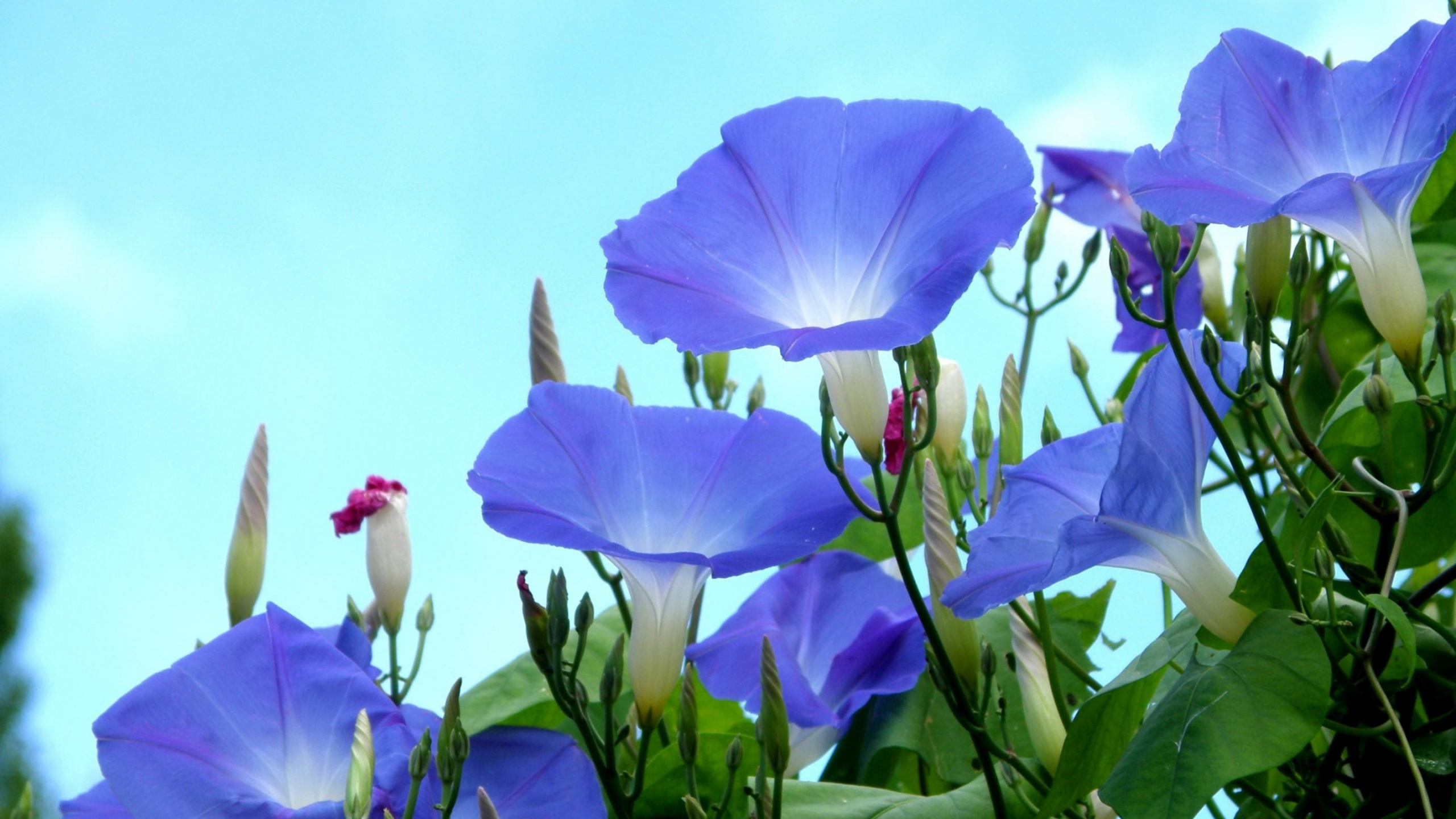 Purple Flower With Green Leaves. Wallpaper in 2560x1440 Resolution