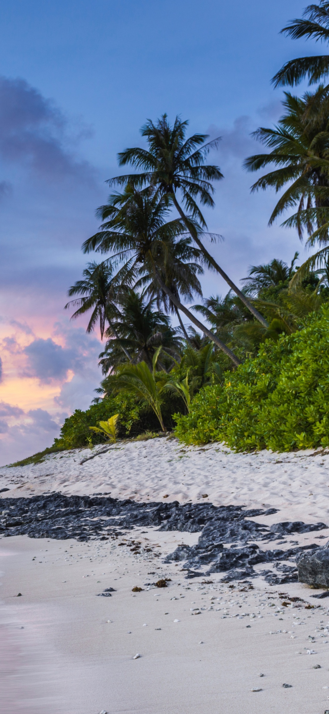 Green Palm Tree Near Body of Water During Daytime. Wallpaper in 1125x2436 Resolution