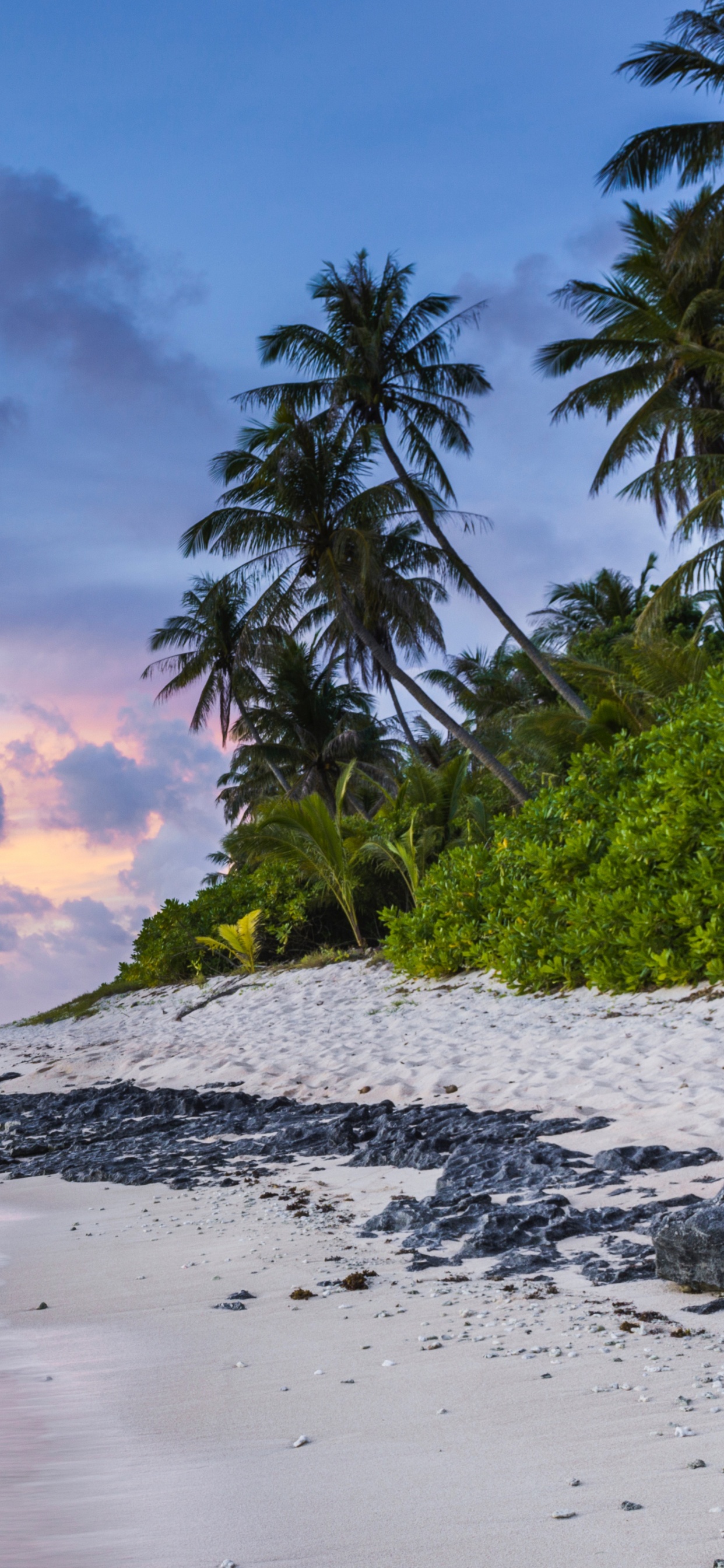 Green Palm Tree Near Body of Water During Daytime. Wallpaper in 1242x2688 Resolution