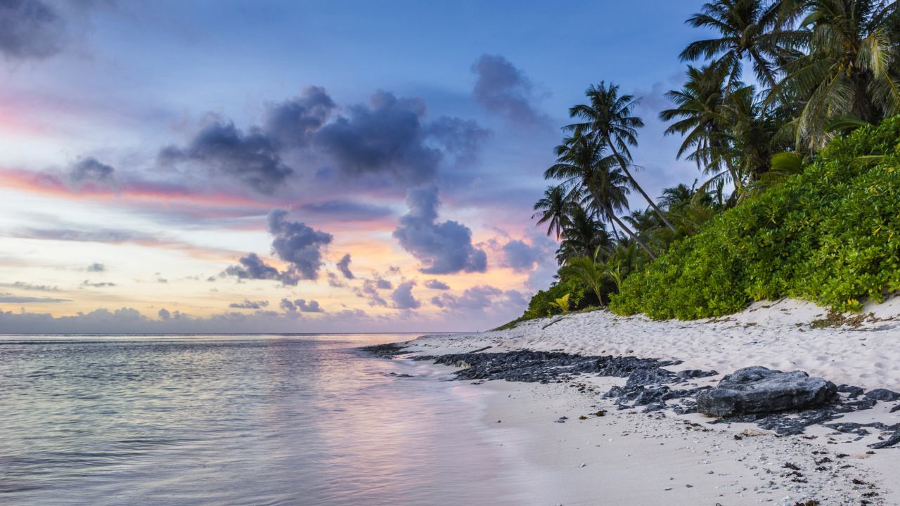 Green Palm Tree Near Body of Water During Daytime. Wallpaper in 1280x720 Resolution