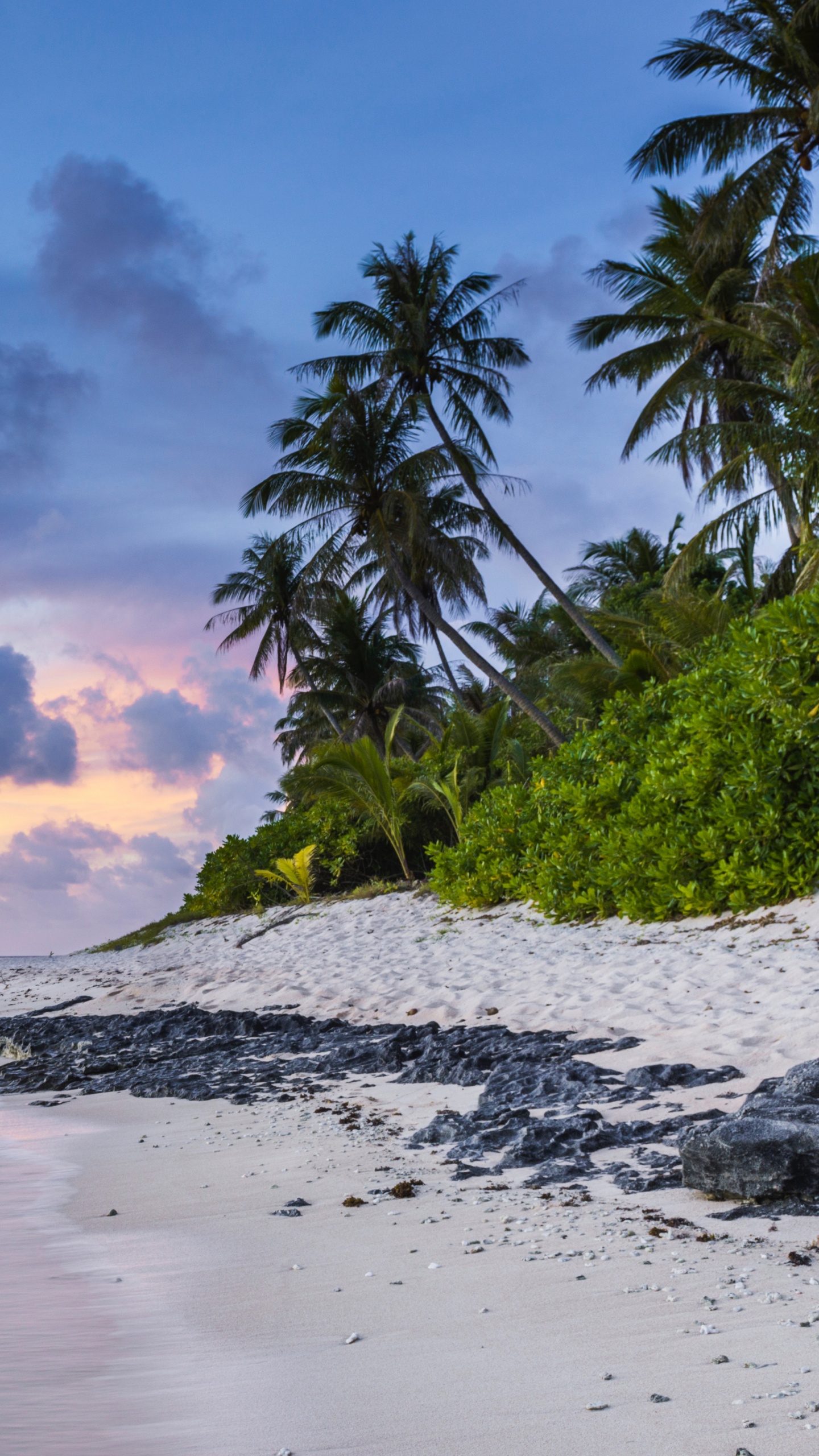 Green Palm Tree Near Body of Water During Daytime. Wallpaper in 1440x2560 Resolution