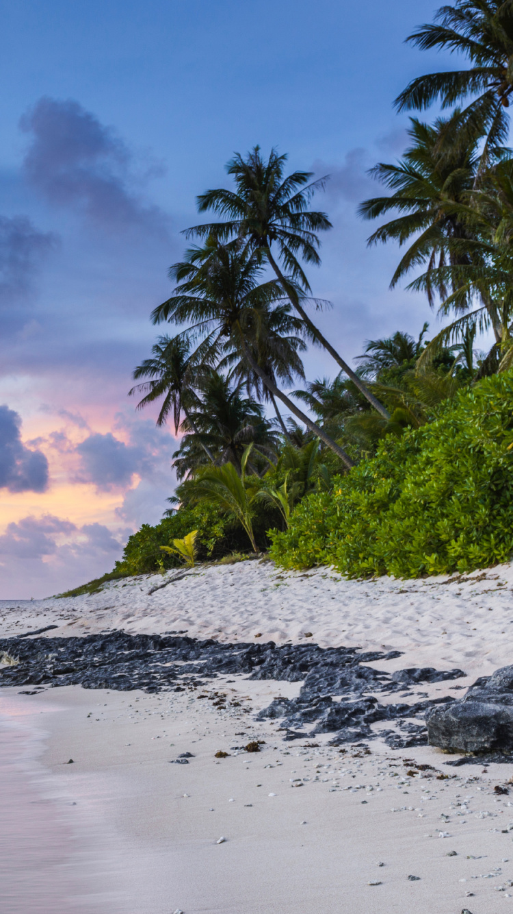 Green Palm Tree Near Body of Water During Daytime. Wallpaper in 750x1334 Resolution