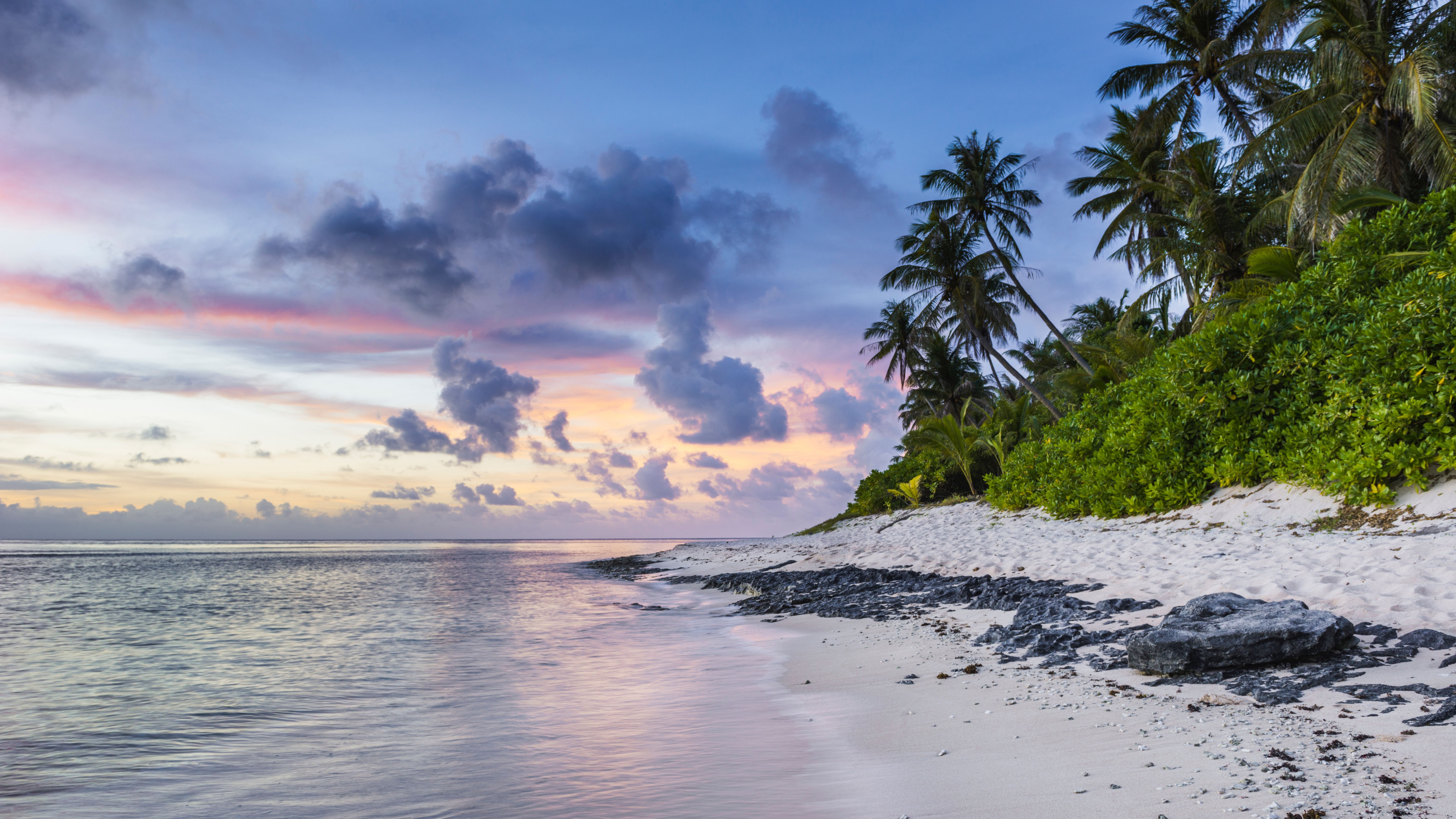 Green Palm Tree Near Body of Water During Daytime. Wallpaper in 7680x4320 Resolution