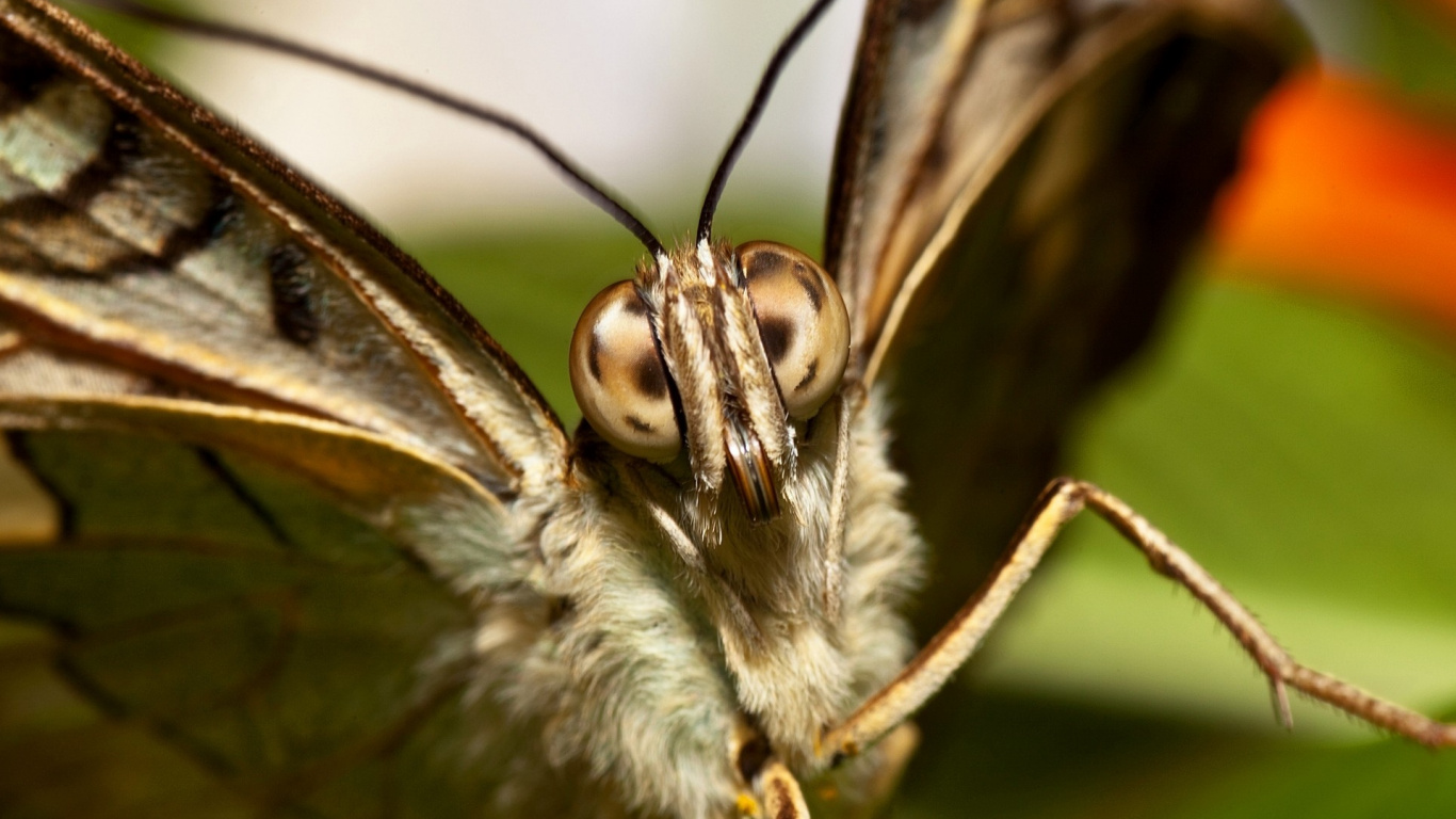 Brown and White Moth on White Surface. Wallpaper in 1366x768 Resolution