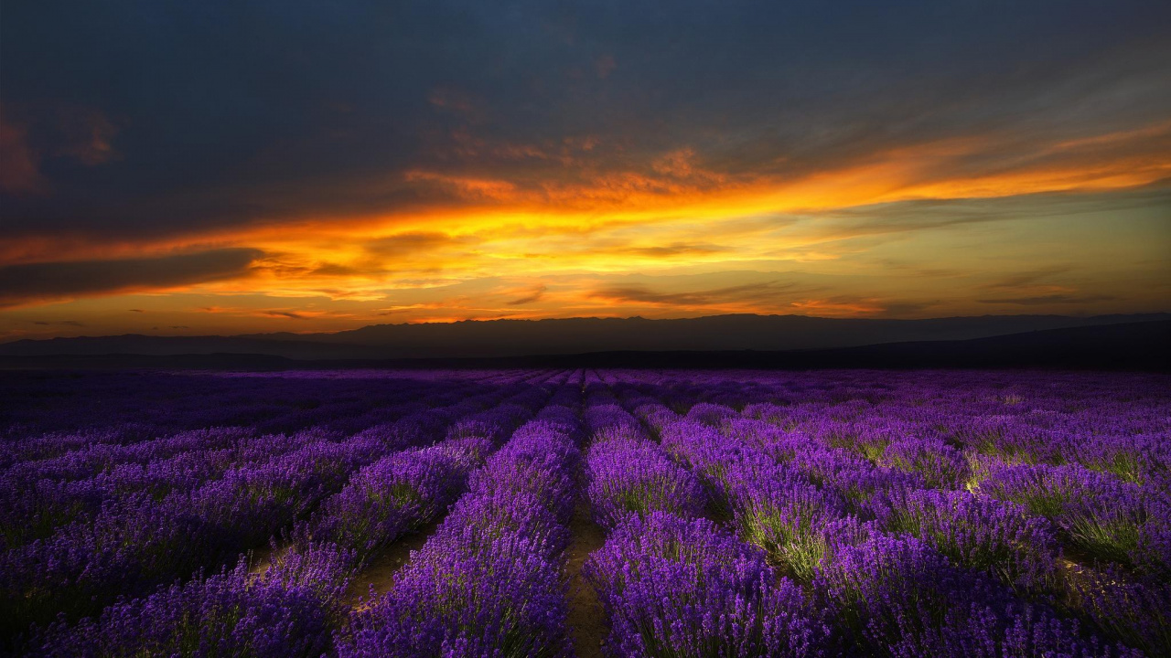 Campo de Flores Moradas Durante la Puesta de Sol. Wallpaper in 1280x720 Resolution