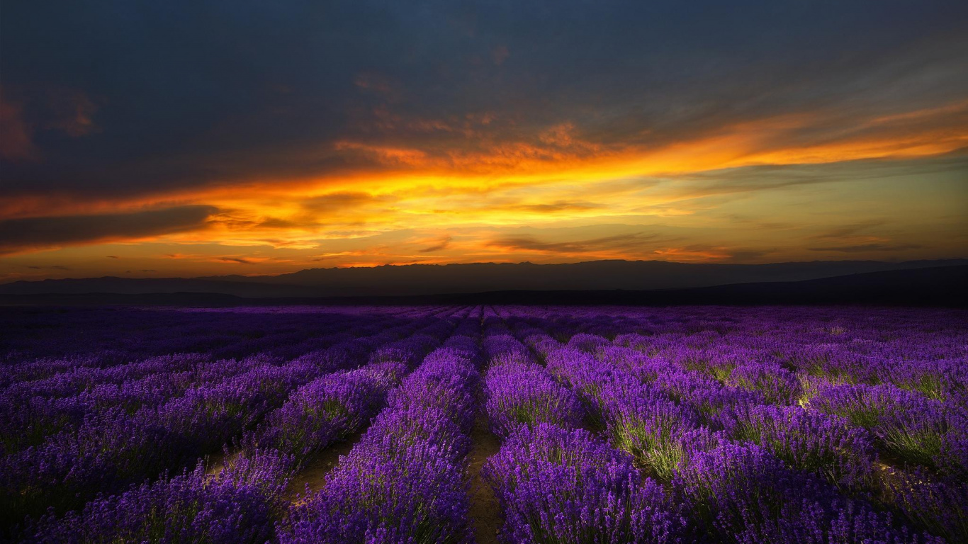 Campo de Flores Moradas Durante la Puesta de Sol. Wallpaper in 1366x768 Resolution