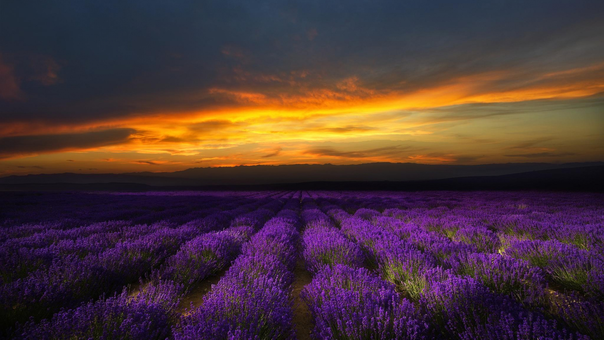 Campo de Flores Moradas Durante la Puesta de Sol. Wallpaper in 1920x1080 Resolution