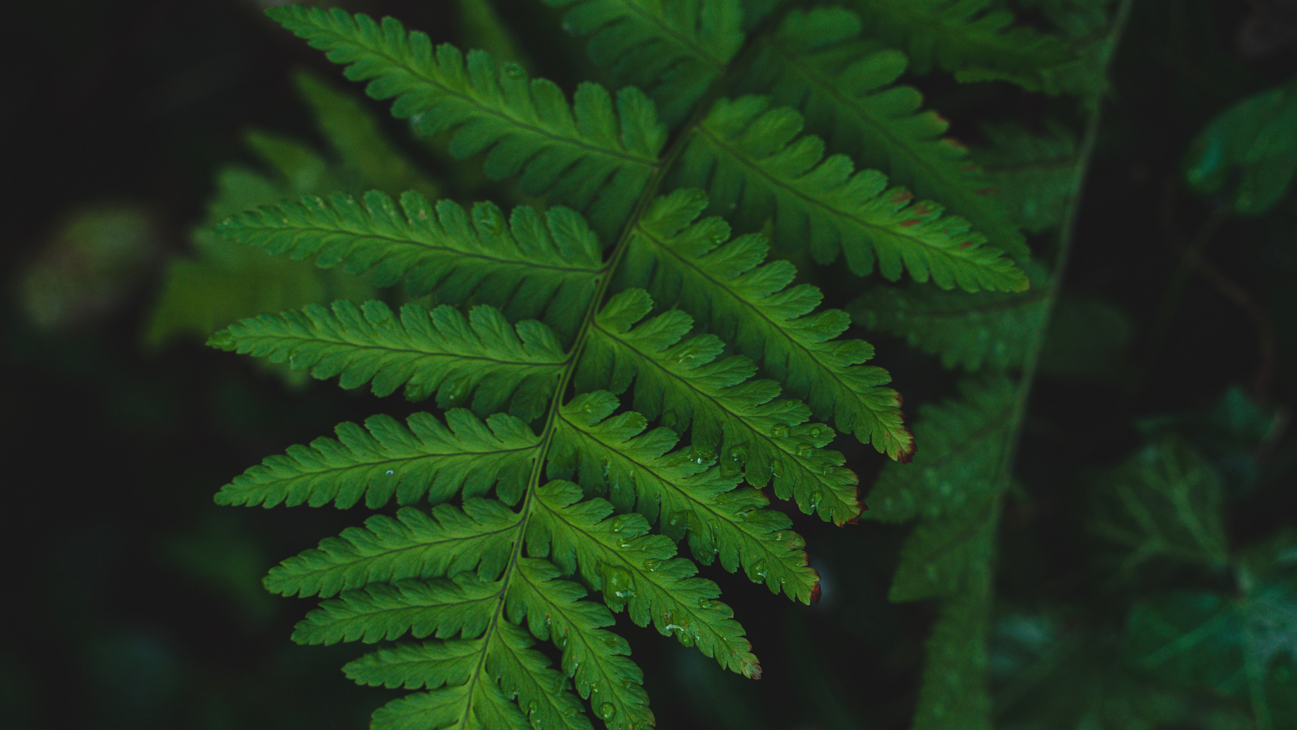 Green Fern Plant in Close up Photography. Wallpaper in 2560x1440 Resolution