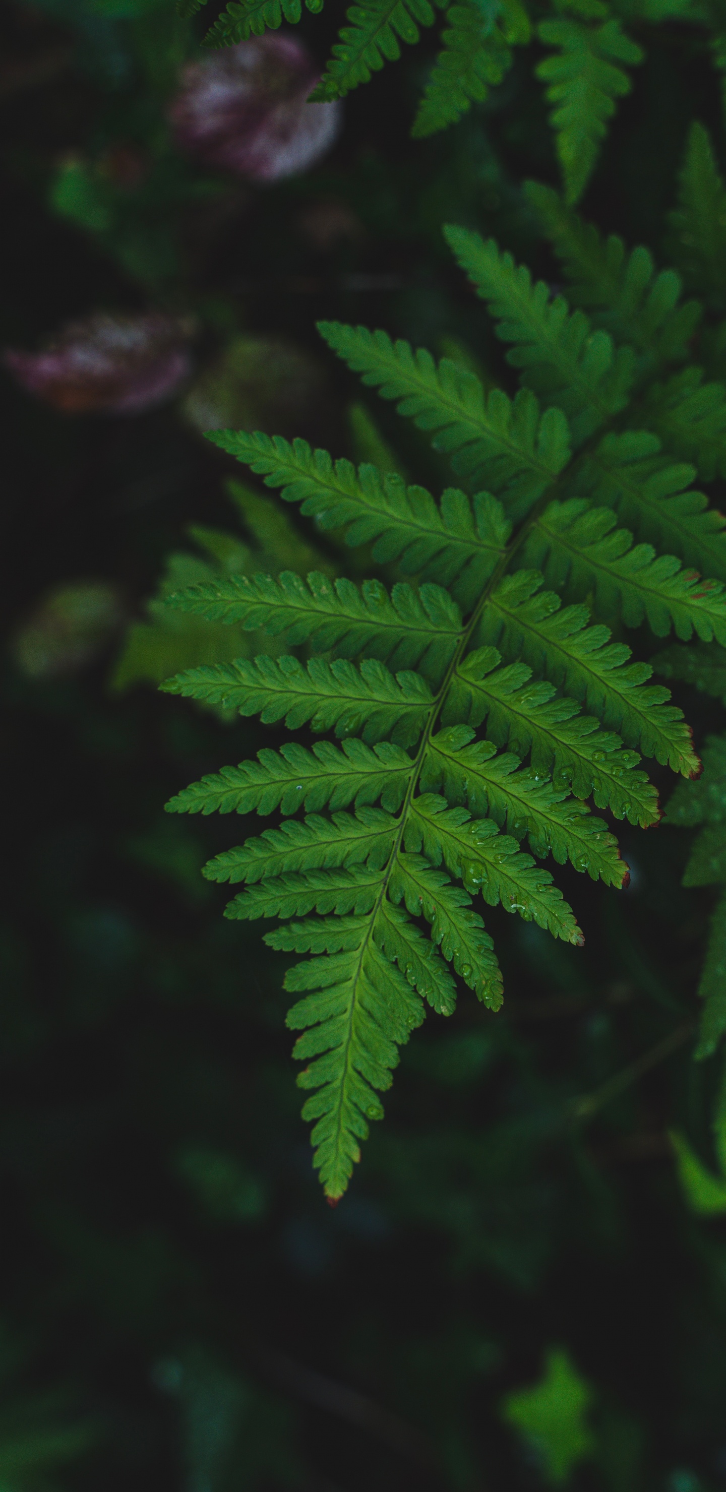 Planta de Helecho Verde en Fotografía de Cerca. Wallpaper in 1440x2960 Resolution