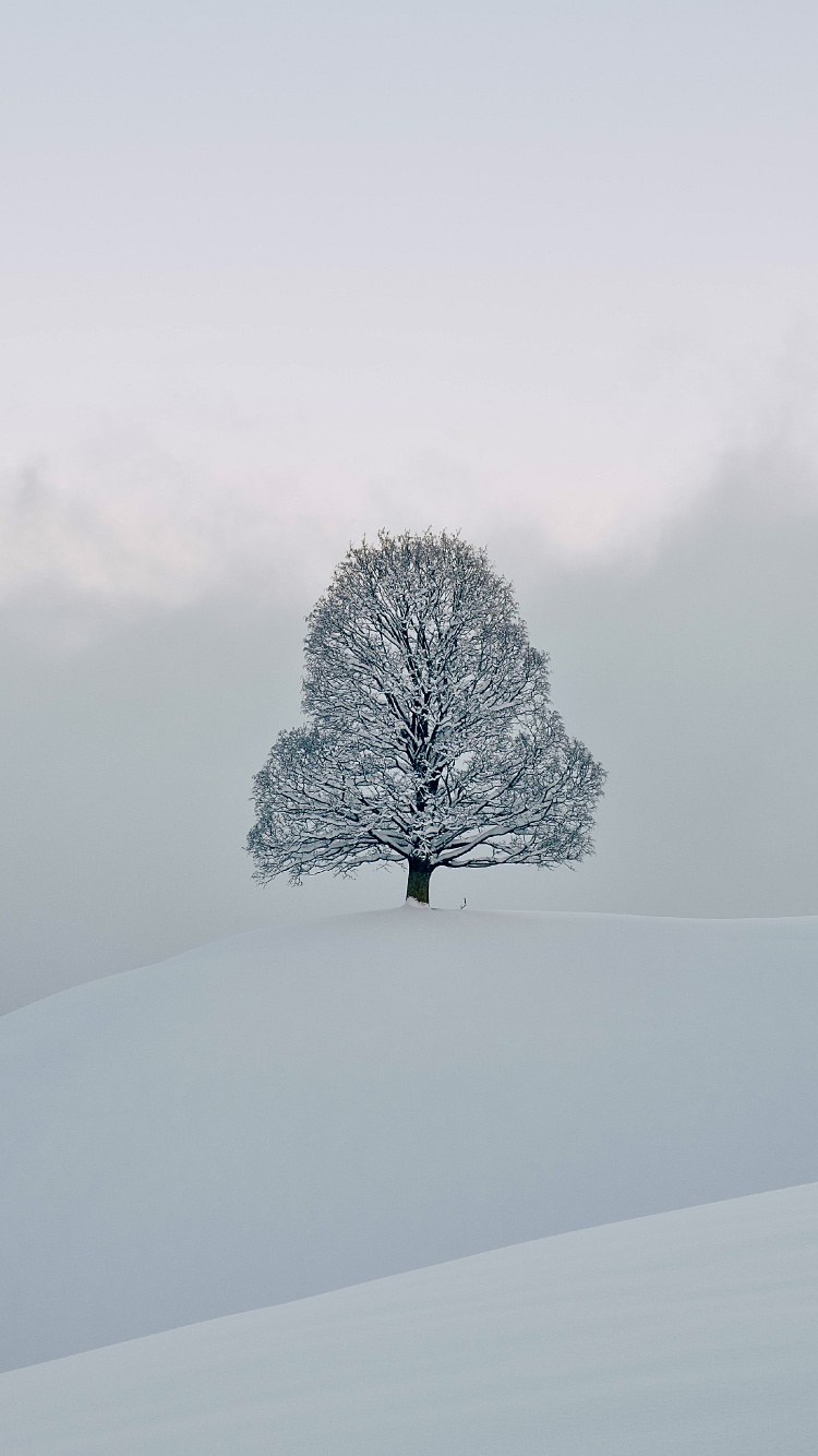Neige, Congélation, Hiver, Chimie, Paysage Naturel. Wallpaper in 750x1334 Resolution