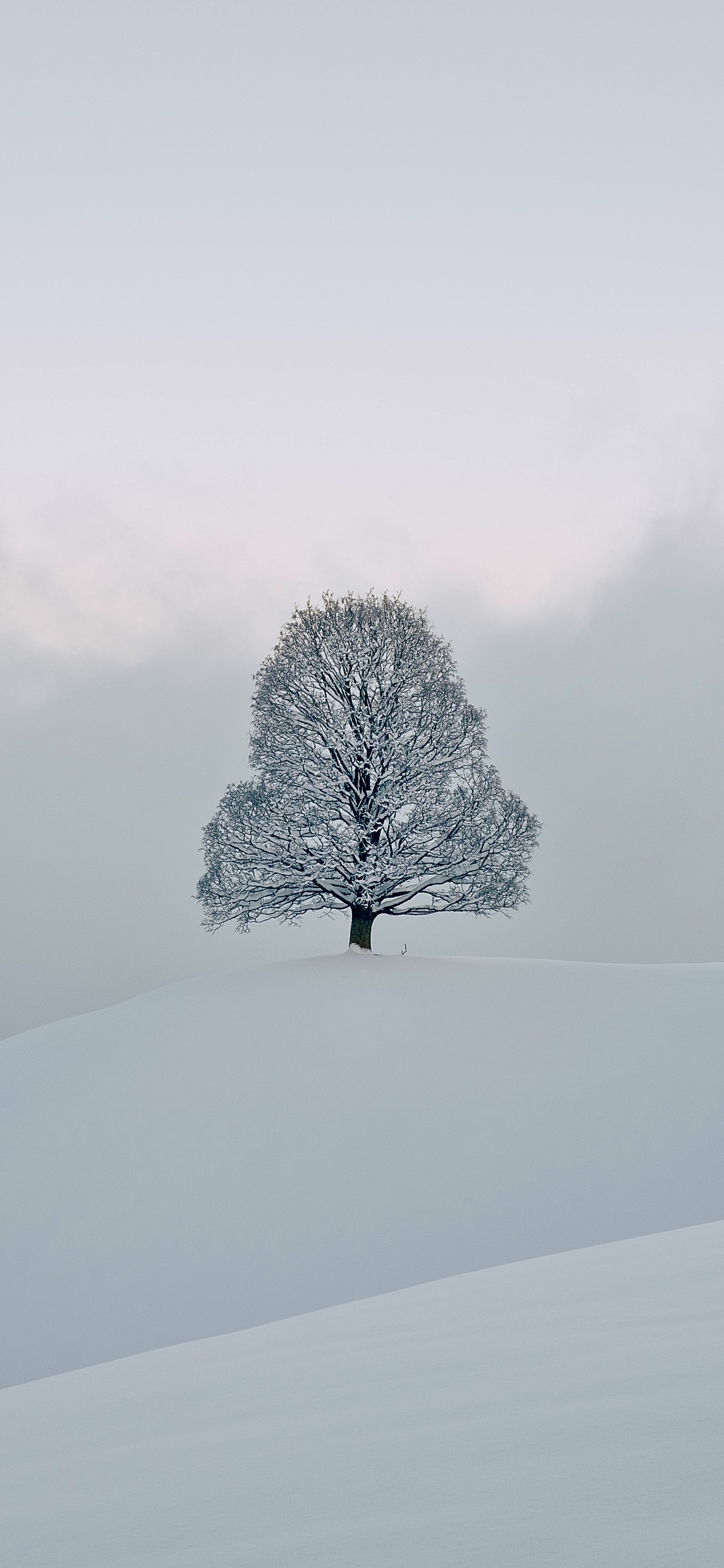 Schnee, Einfrieren, Winter, Chemie, Naturlandschaft. Wallpaper in 1125x2436 Resolution