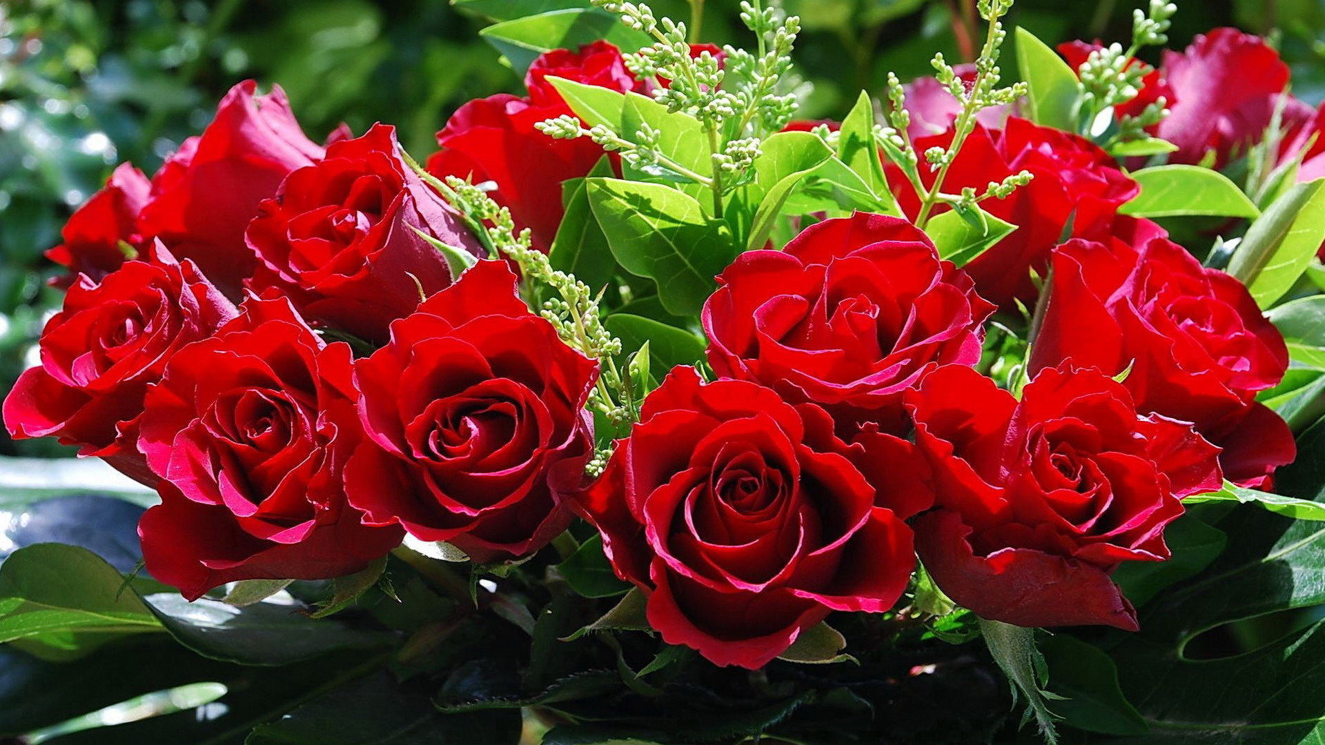 Rosas Rojas en Flor Durante el Día. Wallpaper in 1920x1080 Resolution