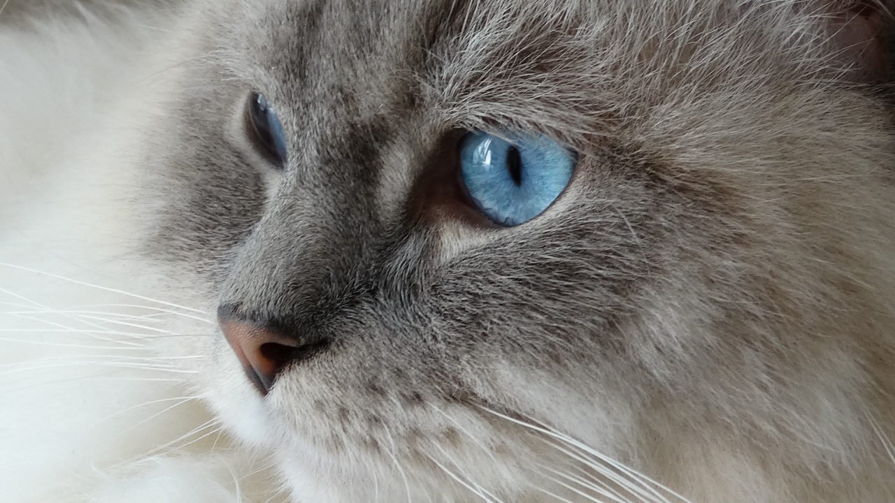 Chat Blanc et Gris Aux Yeux Bleus. Wallpaper in 1280x720 Resolution
