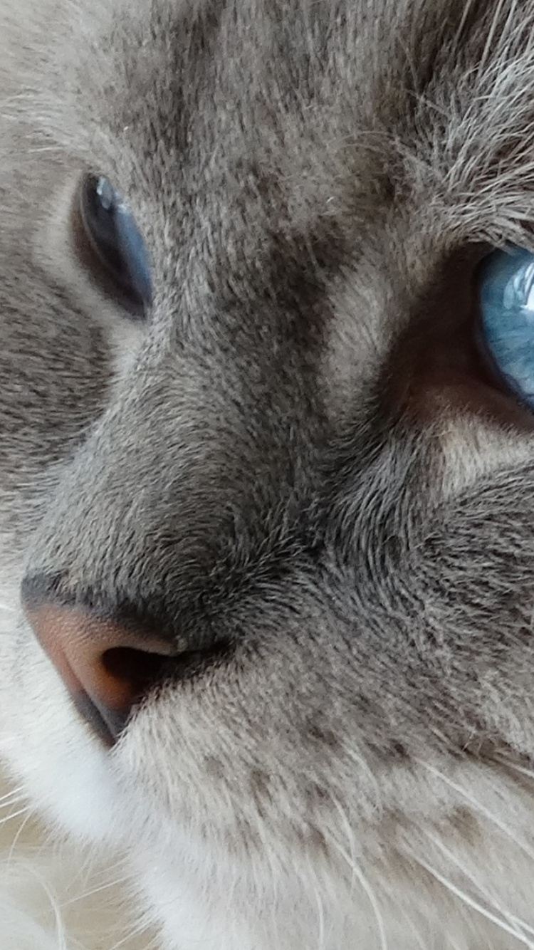 White and Gray Cat With Blue Eyes. Wallpaper in 750x1334 Resolution