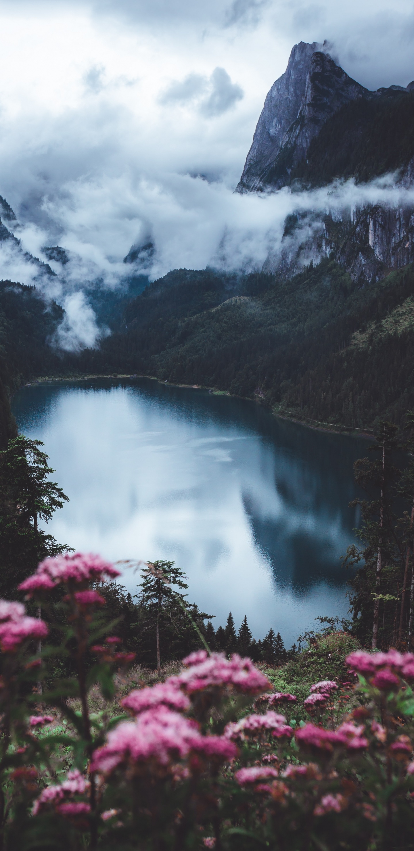Lake Flowers Unsplash, Flower, Cloud, Mountain, Water. Wallpaper in 1440x2960 Resolution