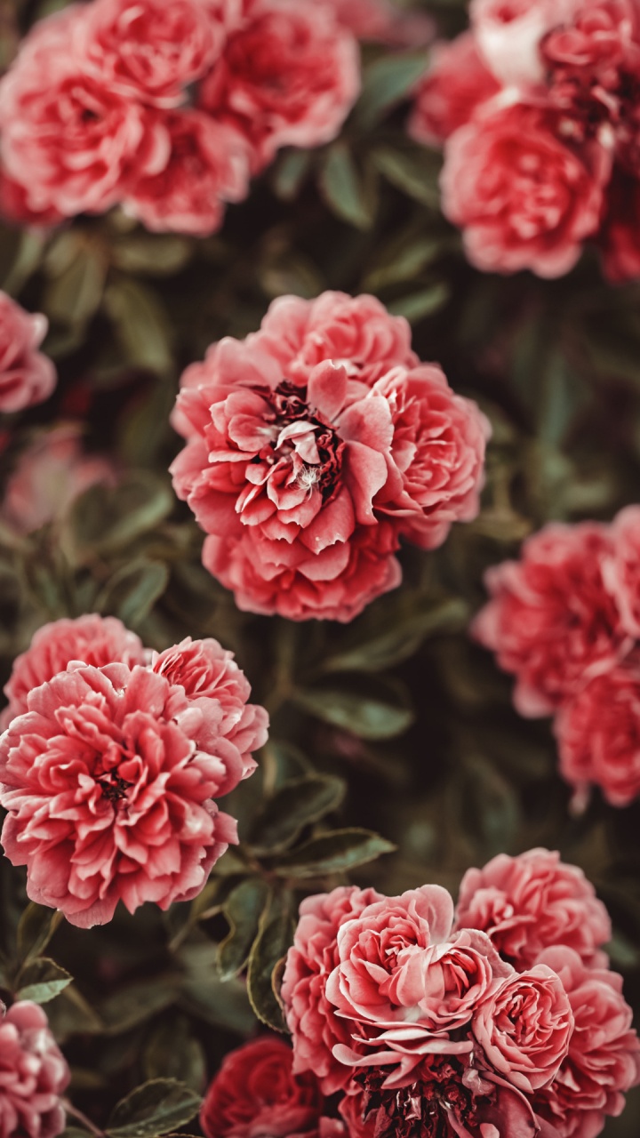 Hybrid Tea Rose, Garden Roses, Flower, Plant, White. Wallpaper in 720x1280 Resolution