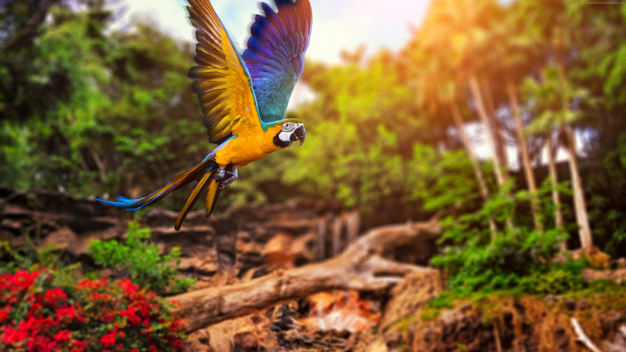 Blue and Yellow Macaw on Brown Tree Branch During Daytime. Wallpaper in 1280x720 Resolution