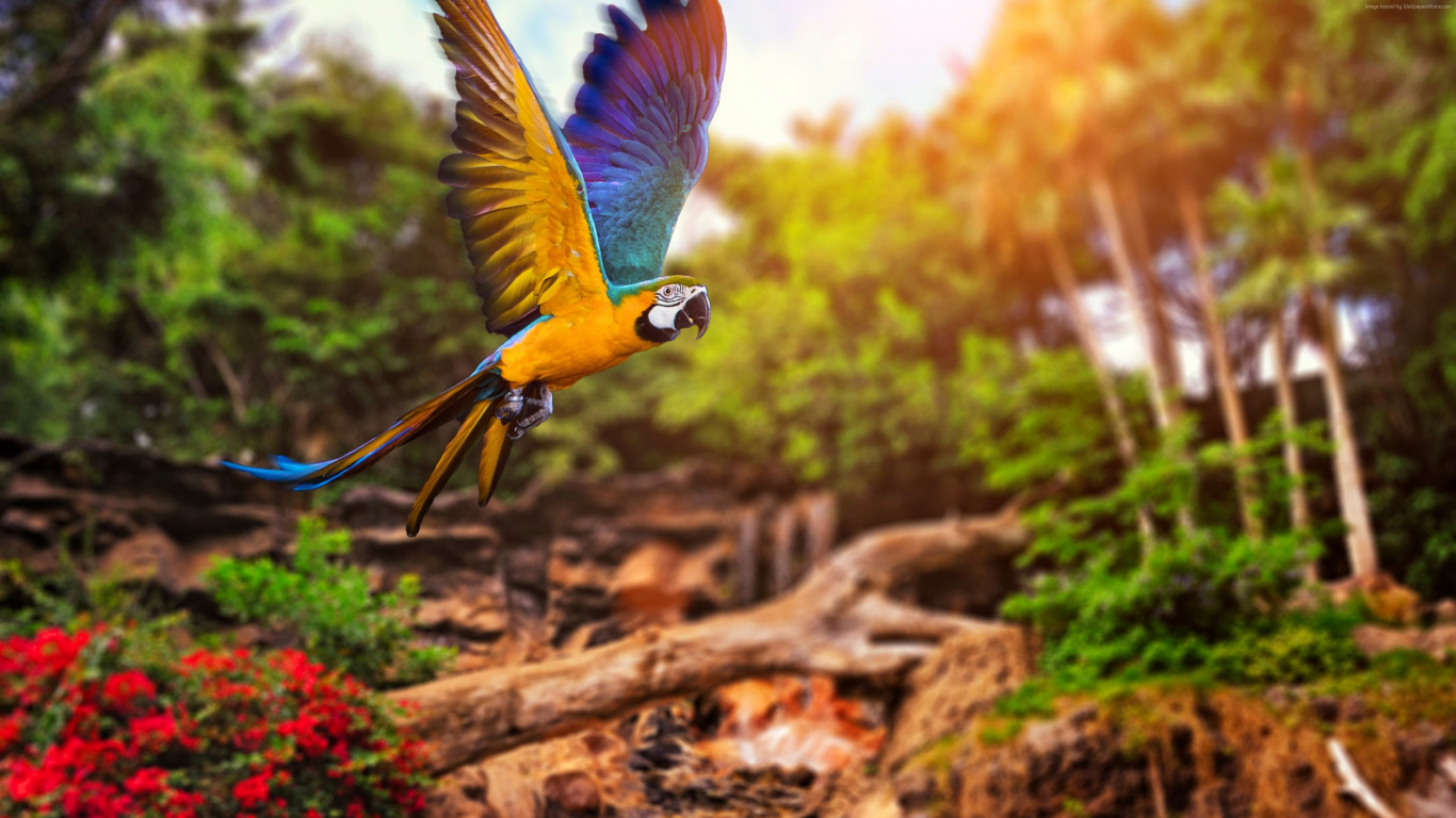 Blue and Yellow Macaw on Brown Tree Branch During Daytime. Wallpaper in 1366x768 Resolution