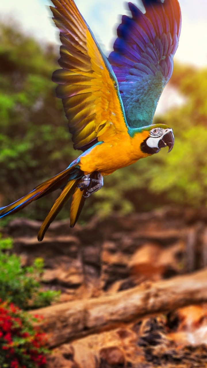 Blue and Yellow Macaw on Brown Tree Branch During Daytime. Wallpaper in 720x1280 Resolution