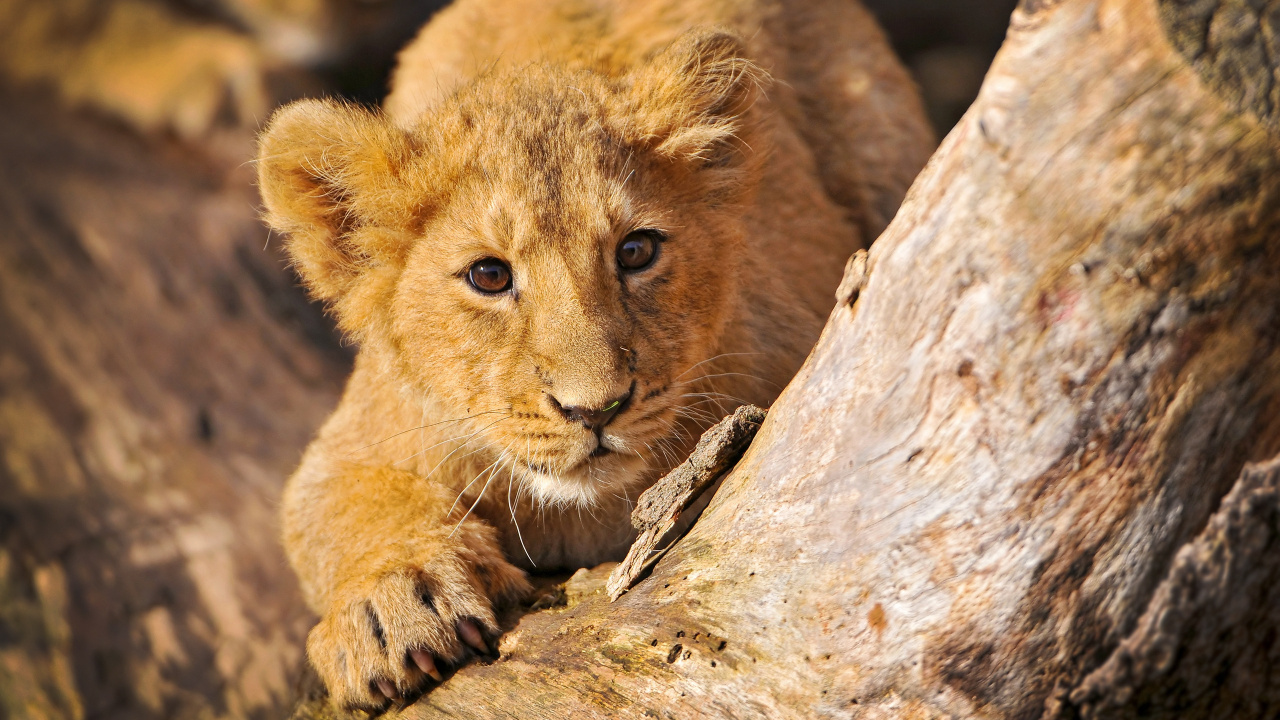 Brown Lioness on Brown Rock During Daytime. Wallpaper in 1280x720 Resolution