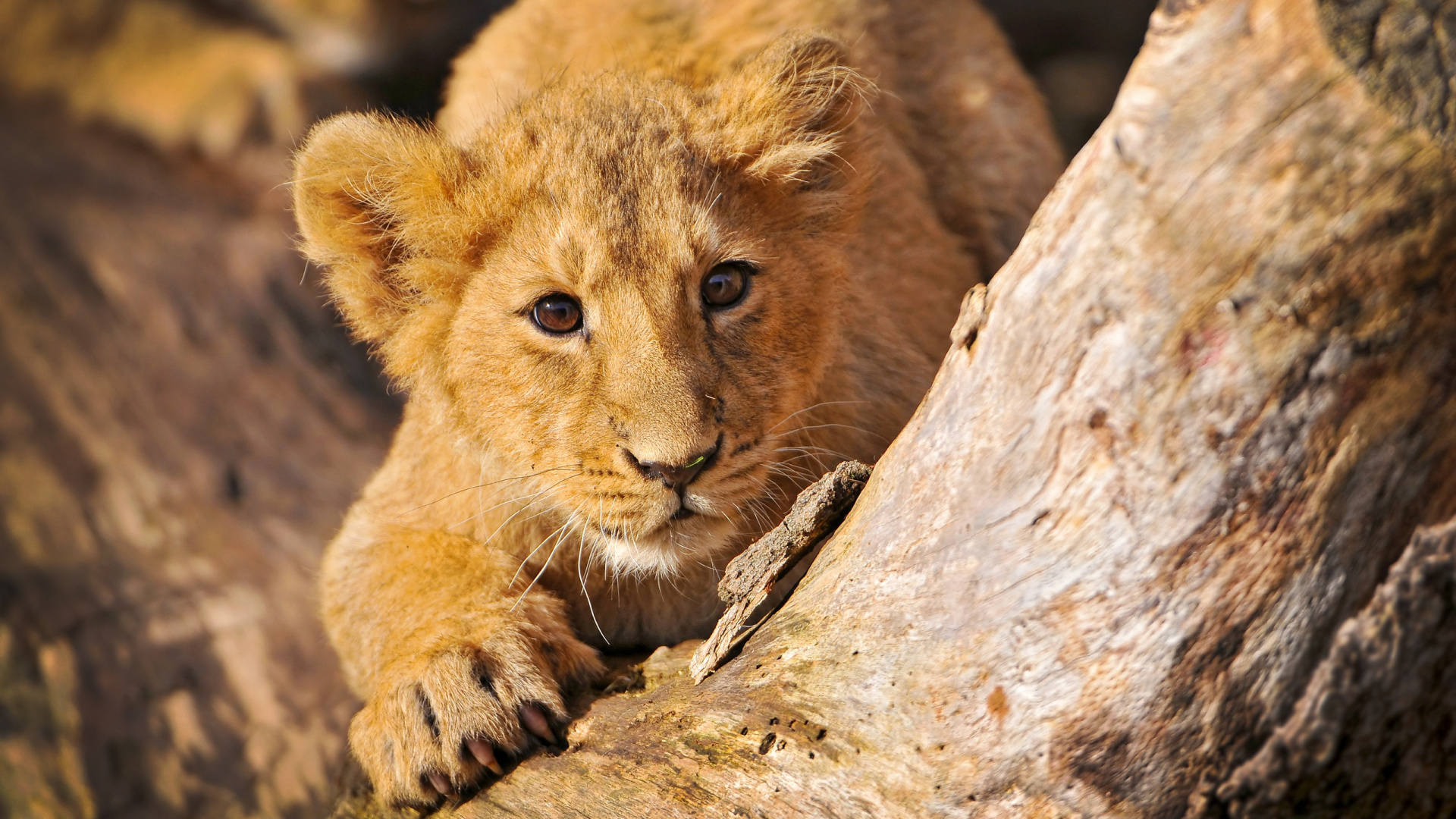 Brown Lioness on Brown Rock During Daytime. Wallpaper in 1920x1080 Resolution