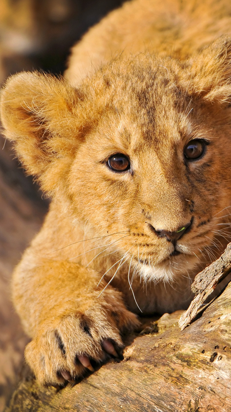Brown Lioness on Brown Rock During Daytime. Wallpaper in 750x1334 Resolution