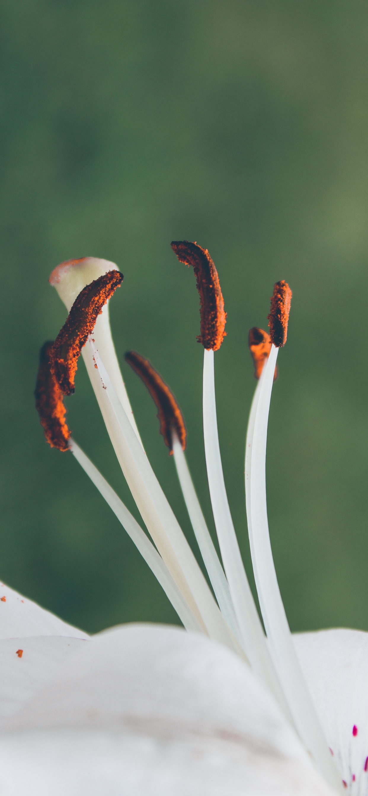 White and Red Birds of Paradise Flower in Close up Photography. Wallpaper in 1242x2688 Resolution