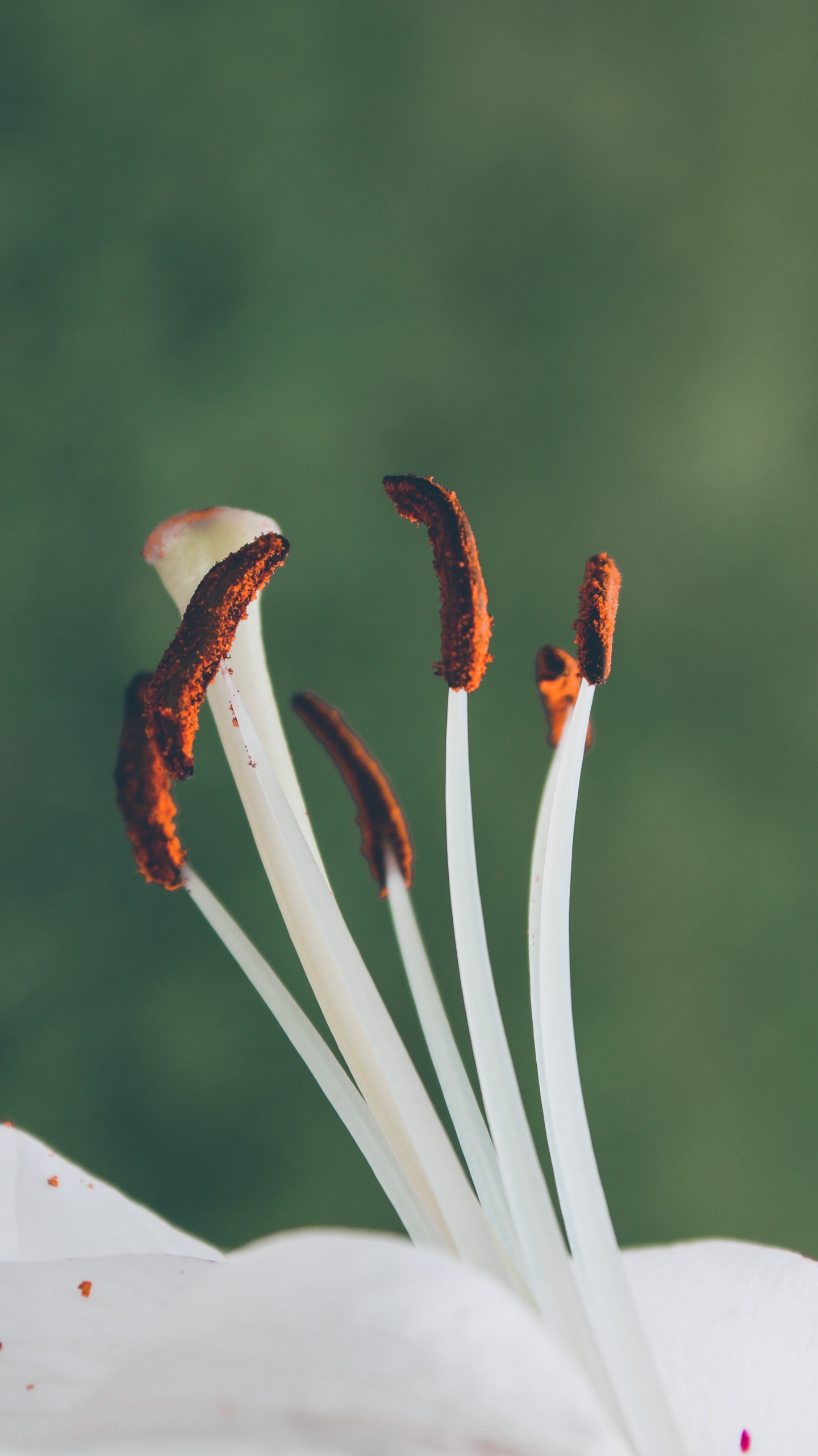 White and Red Birds of Paradise Flower in Close up Photography. Wallpaper in 1440x2560 Resolution