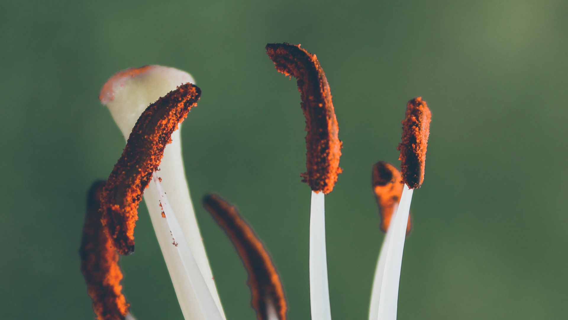 White and Red Birds of Paradise Flower in Close up Photography. Wallpaper in 1920x1080 Resolution