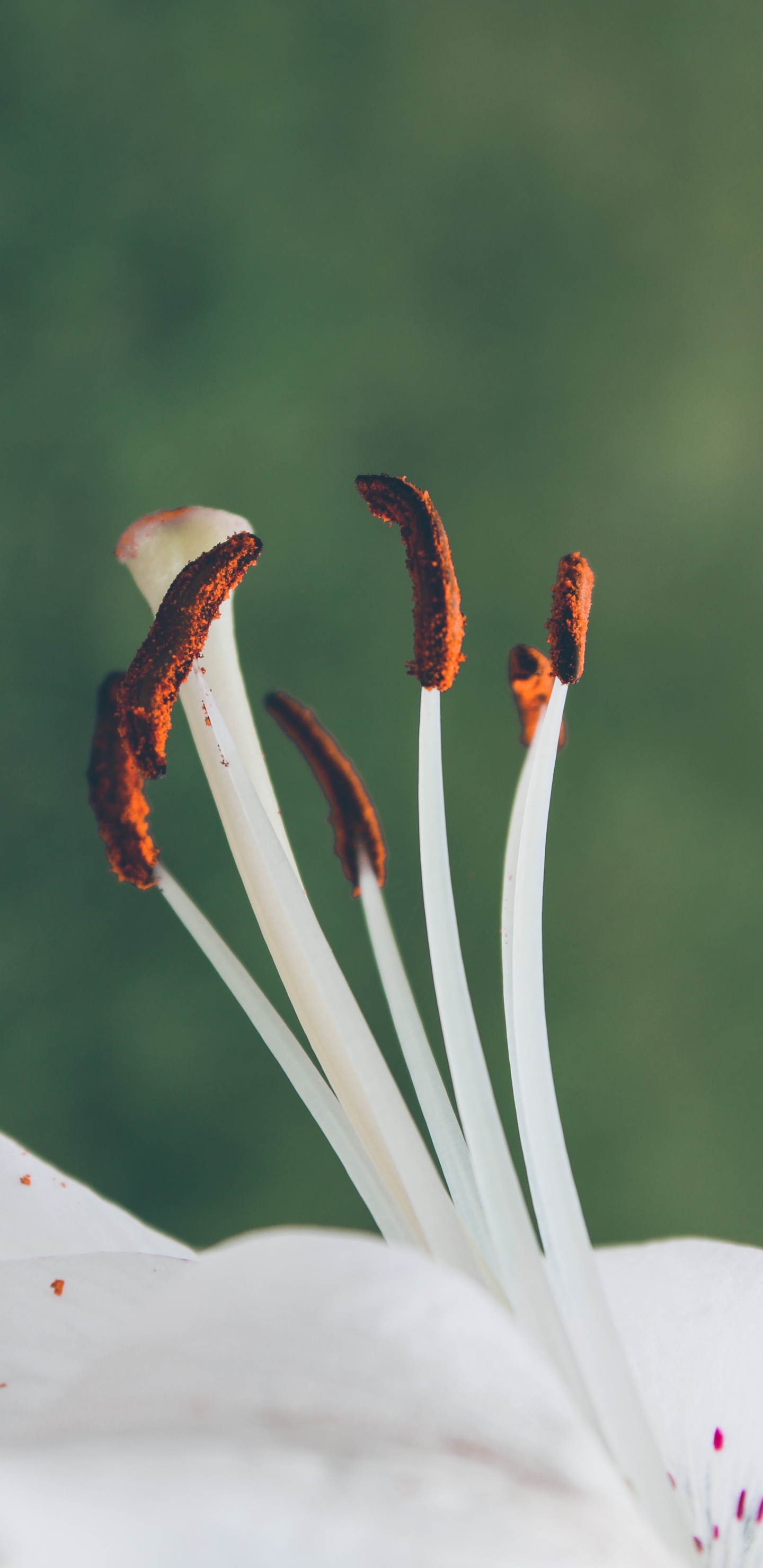 植物干, 显花植物, 树枝, 野花, 菌群 壁纸 1440x2960 允许