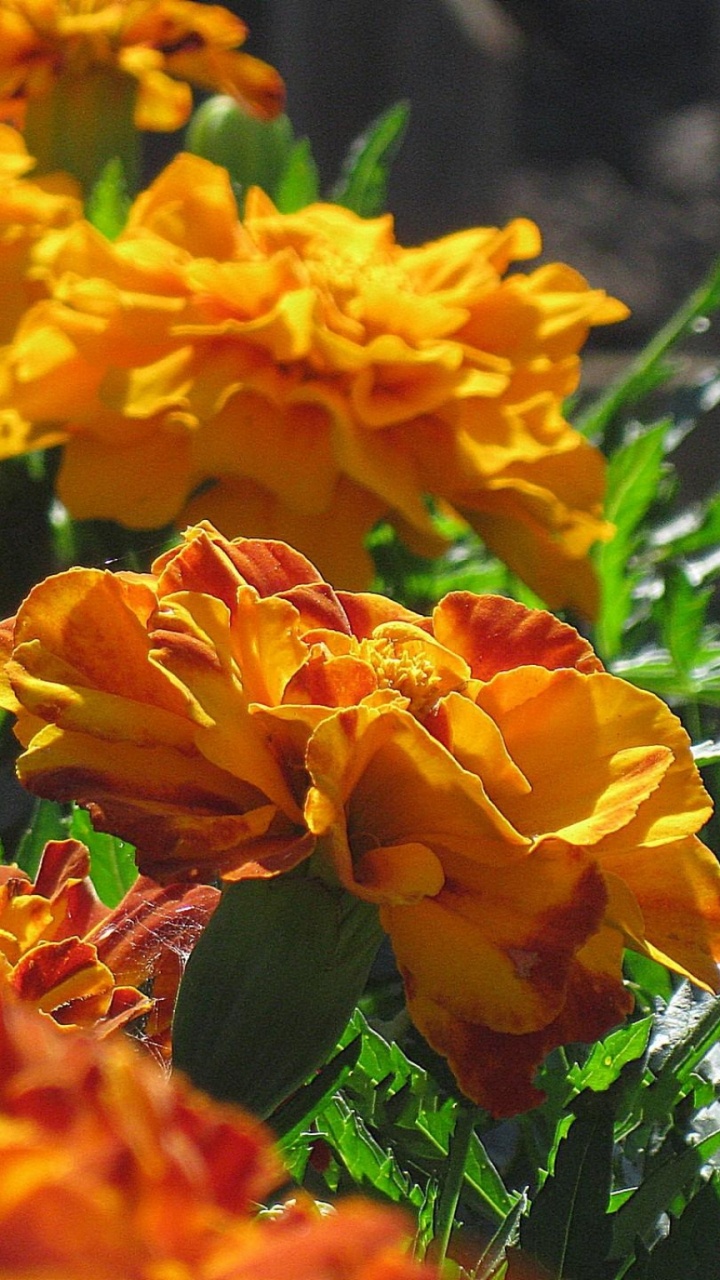 Orangefarbene Blüten Mit Grünen Blättern. Wallpaper in 720x1280 Resolution