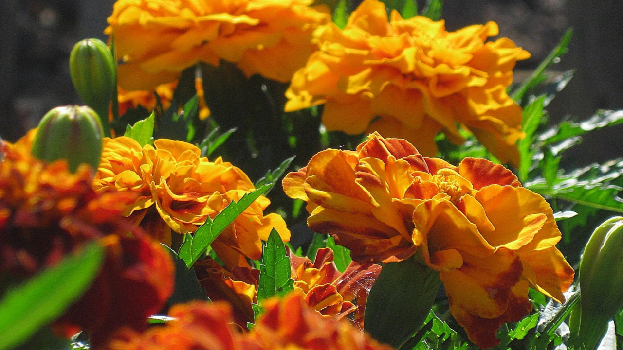 Fleurs Orange Avec Des Feuilles Vertes. Wallpaper in 1280x720 Resolution