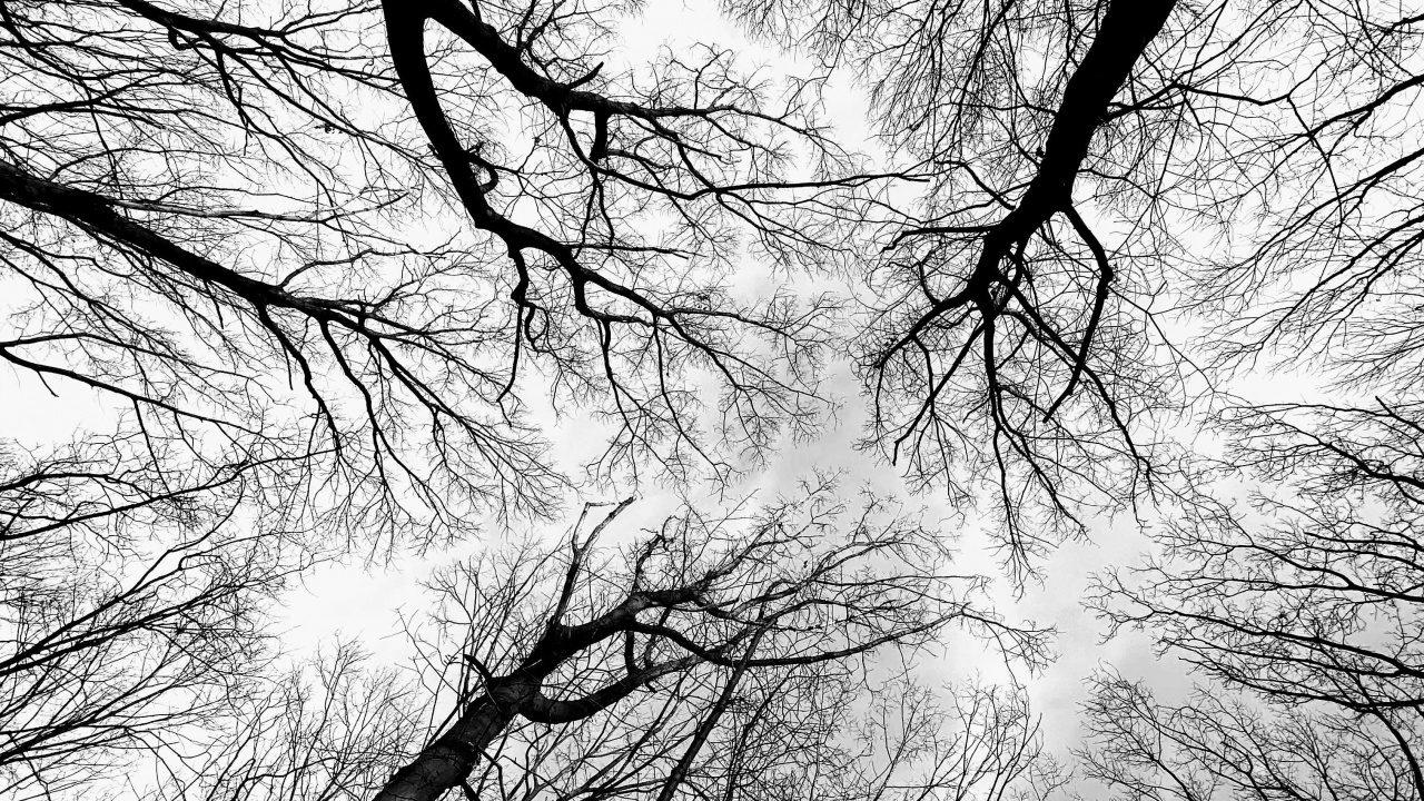 Baum, Schwarz Und Weiß, Zweig, Atmosphäre, Naturlandschaft. Wallpaper in 1280x720 Resolution